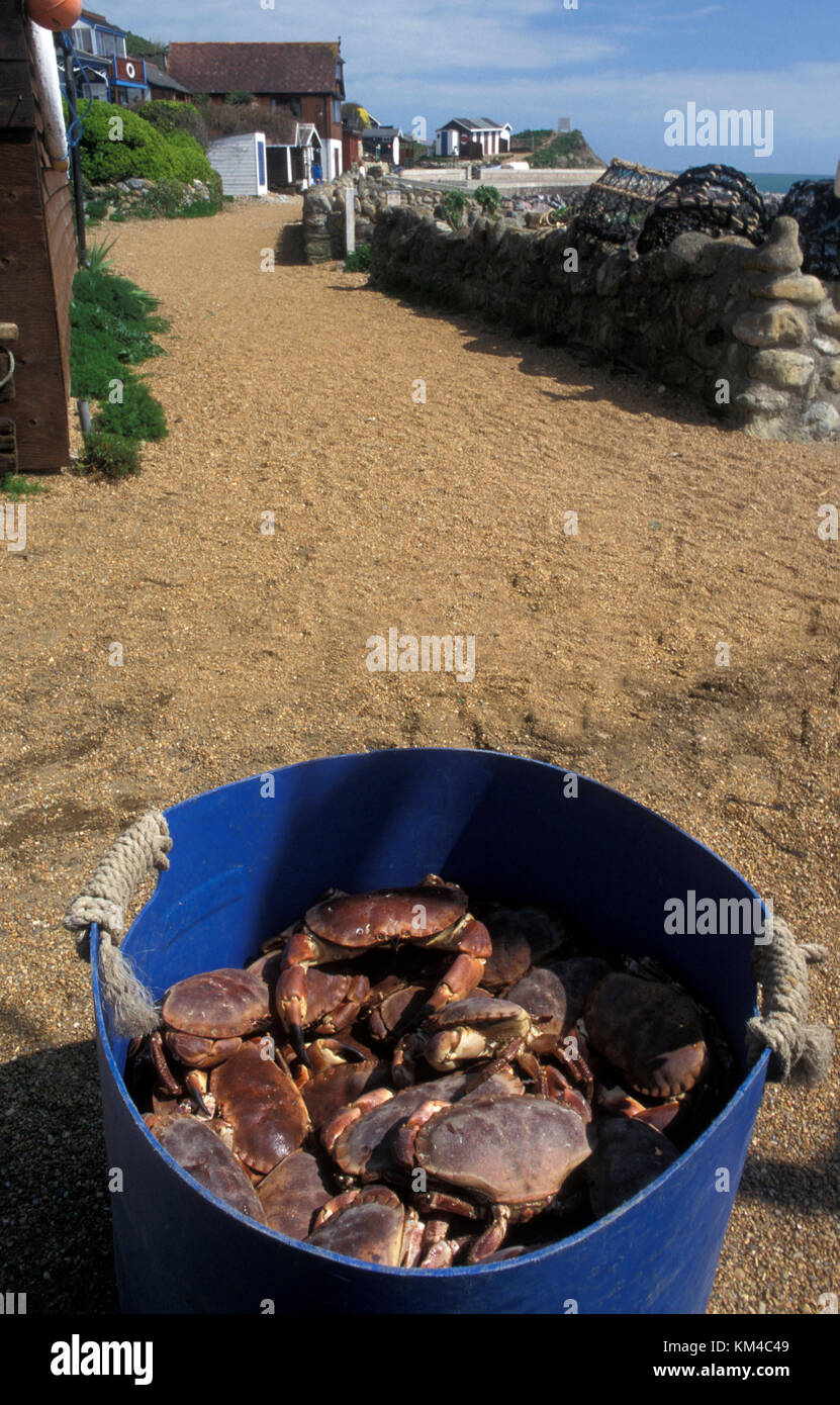 fresh caught crabs on the beach at Steephill Cove, nr Ventnor, Isle of Wight, Hampshire, England Stock Photo