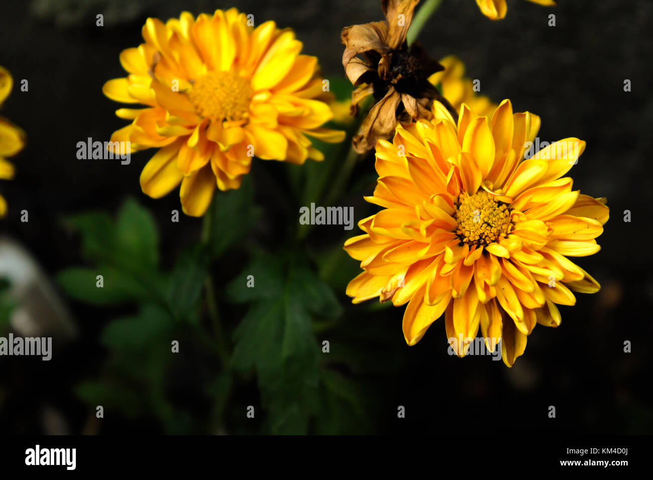 Macro photography of flowers hi-res stock photography and images - Alamy