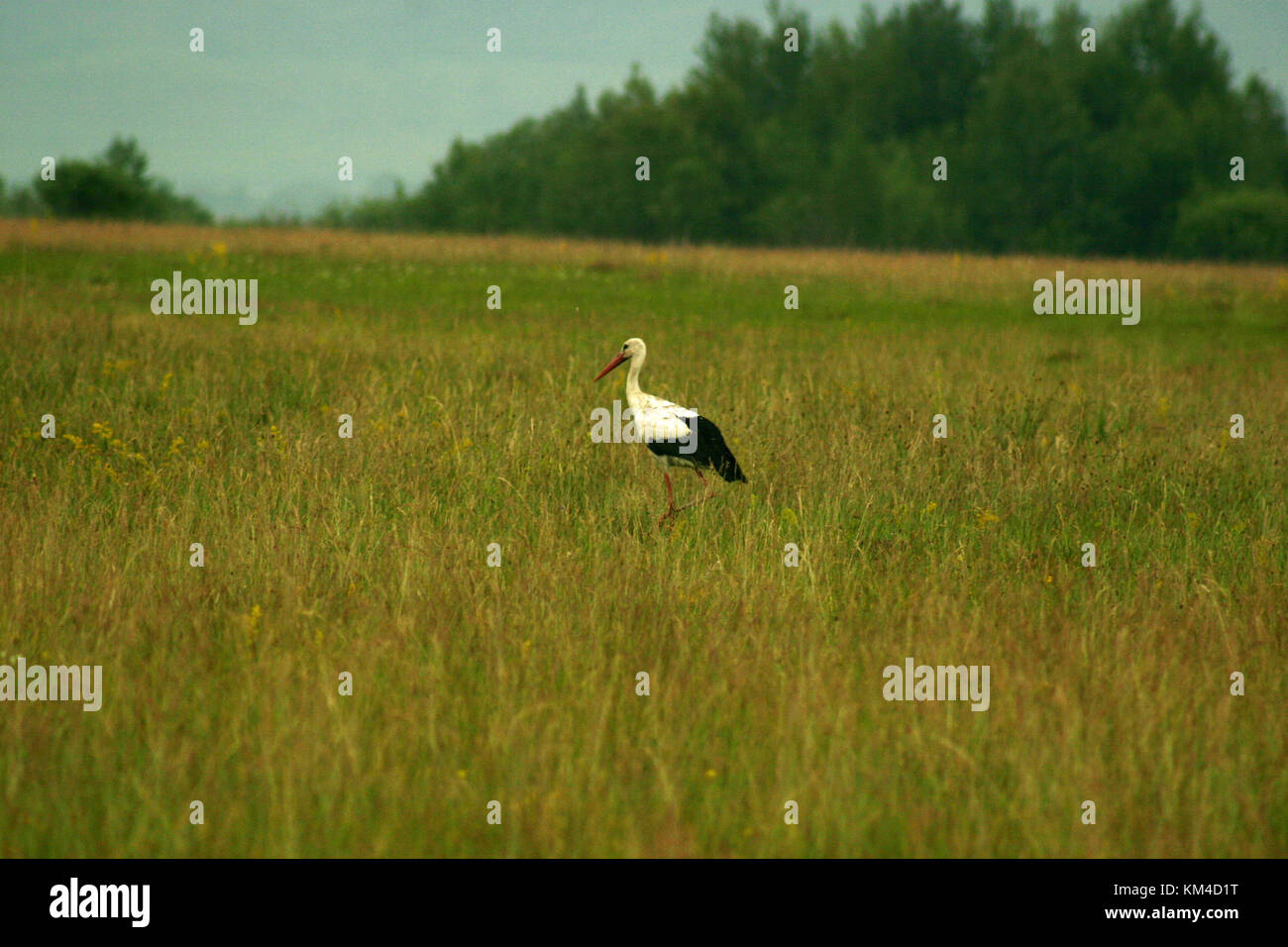 European white storks walking Stock Photo