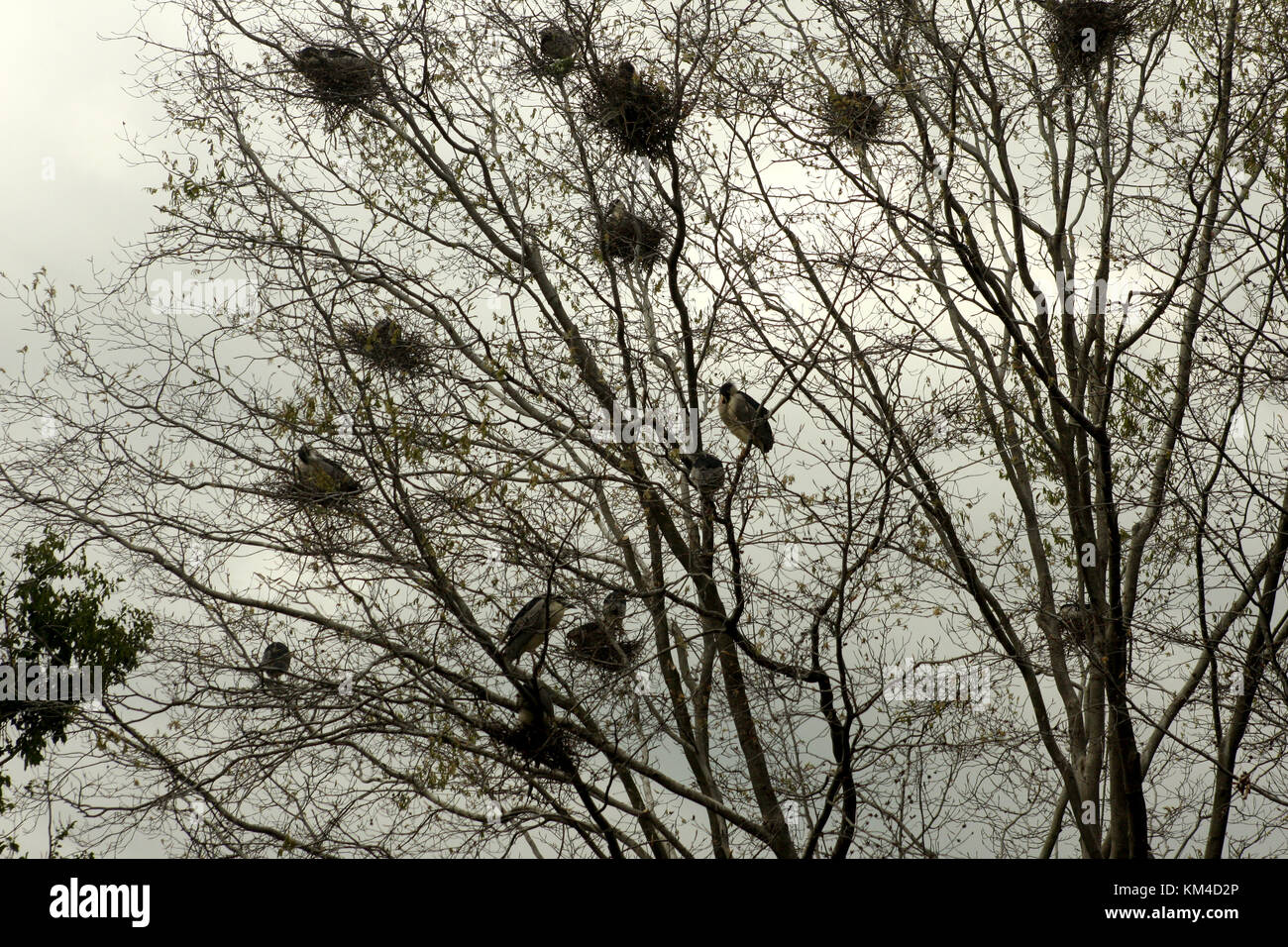 Black-crowned night herons nesting in trees at Metropolitan Zoo in Washington DC Stock Photo