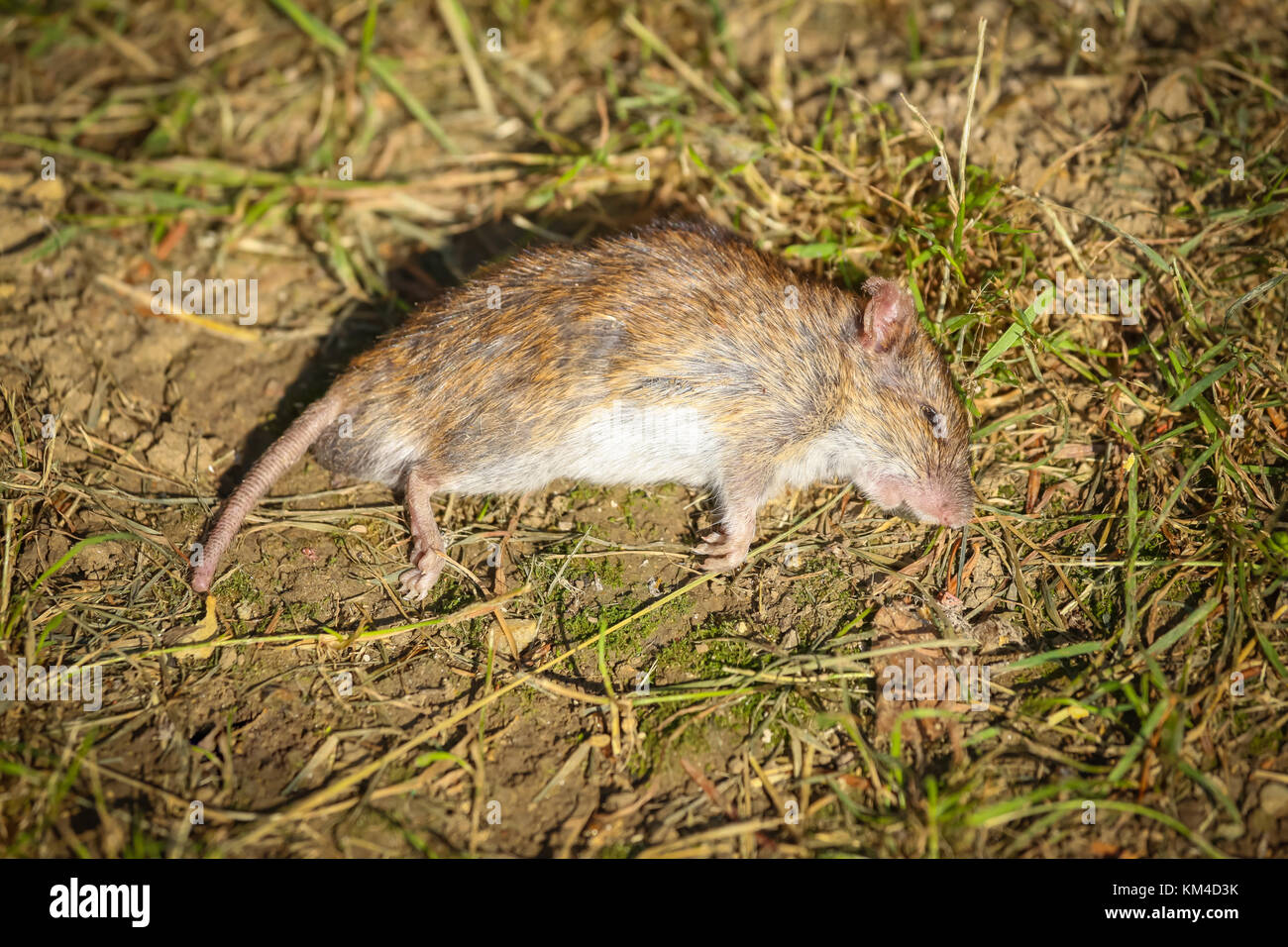 Dead animal mouse in trap, lying on green grass lawn, garden, park, outside,  backyard, summer Stock Photo - Alamy