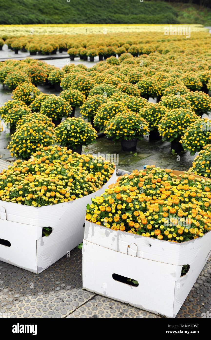 Boxes and pots with uncountable chrysanthemums across wide floor