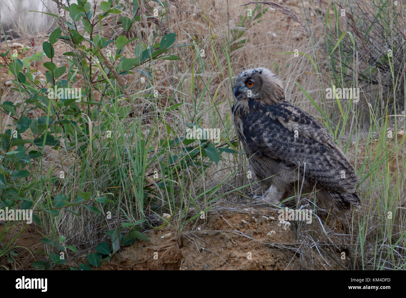 Eurasian Eagle Owl / Uhu ( Bubo bubo ), young bird, perched in the slope of a gravel pit, watching attentive, soft light, wildlife, Europe. Stock Photo
