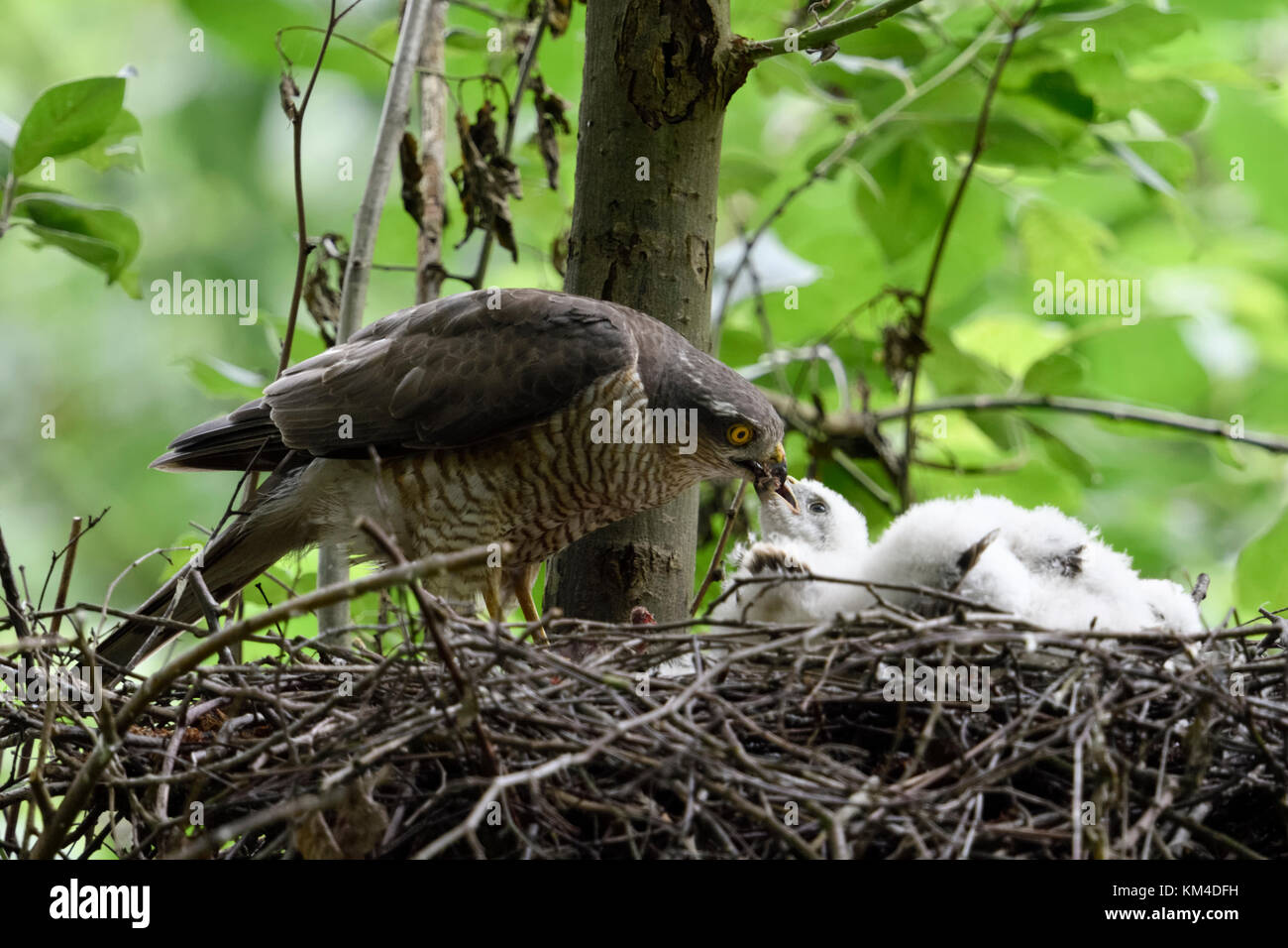 Sparrowhawk / Sperber ( Accipiter nisus ), female standing on its eyrie, feeding its hatchlings, young chicks, wildlife, Europe. Stock Photo