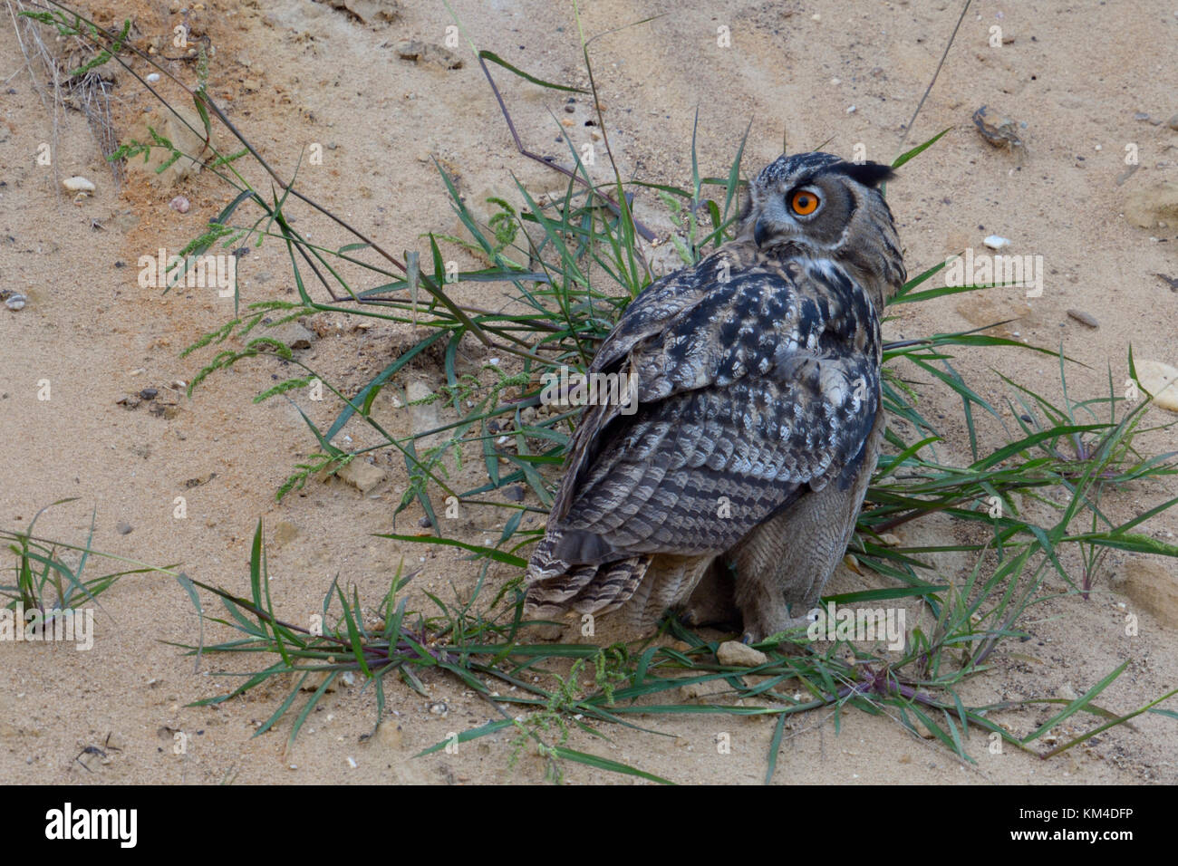 Eurasian Eagle Owl / Uhu ( Bubo bubo ) young bird, perched on grass in the slope of a sand pit, turning its head, watching backwards, wildlife, Europe Stock Photo