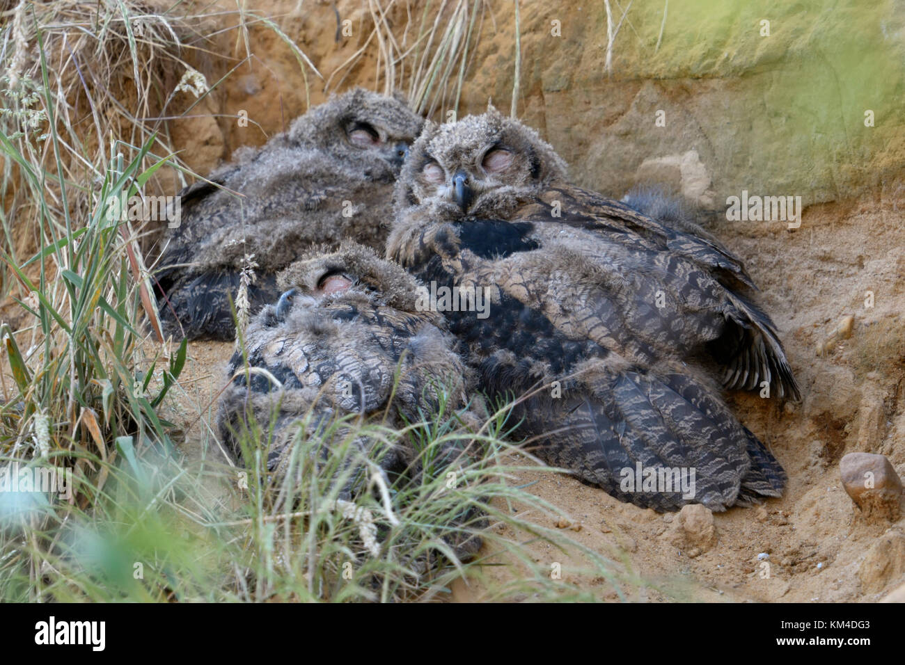 Eurasian Eagle Owls / Europaeische Uhus ( Bubo bubo ), offspring, young chicks, three siblings, sleeping in a sand pit, wildlife, Europe. Stock Photo