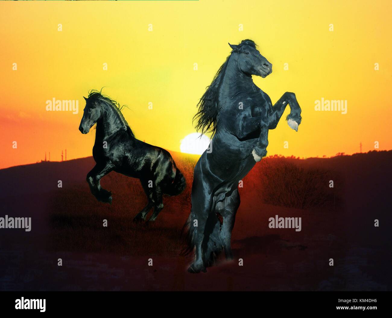 Two rearing hi-res stock photography and images - Alamy