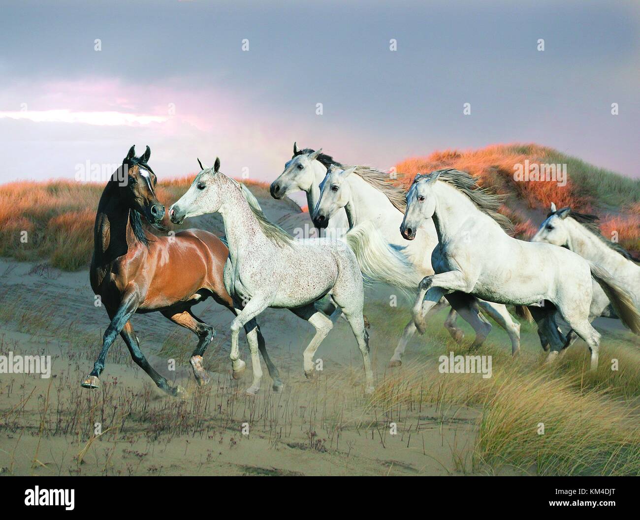 A bay horse and five white horses trotting over the sand dunes Stock Photo - Alamy A bay horse and five white horses trotting over the sand dunes Stock Photo - Alamy