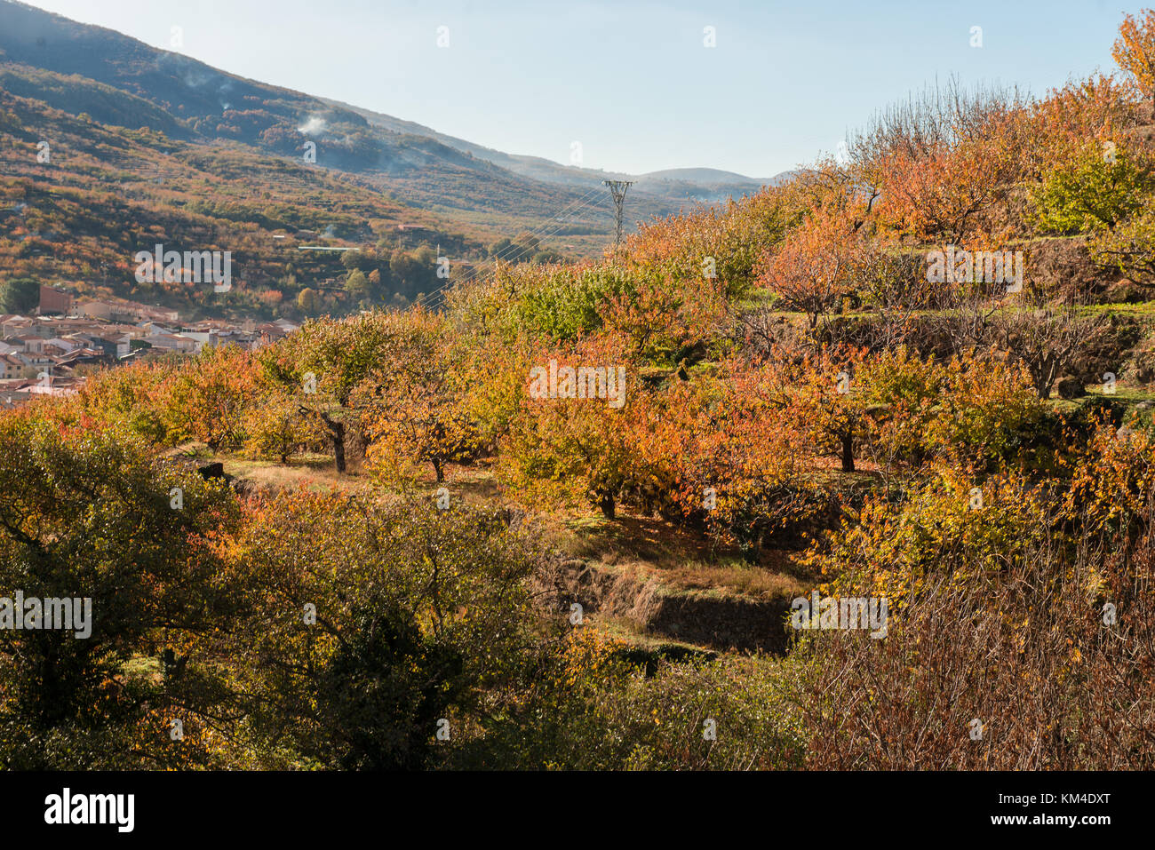 View of different types of trees with different autumnal colors at