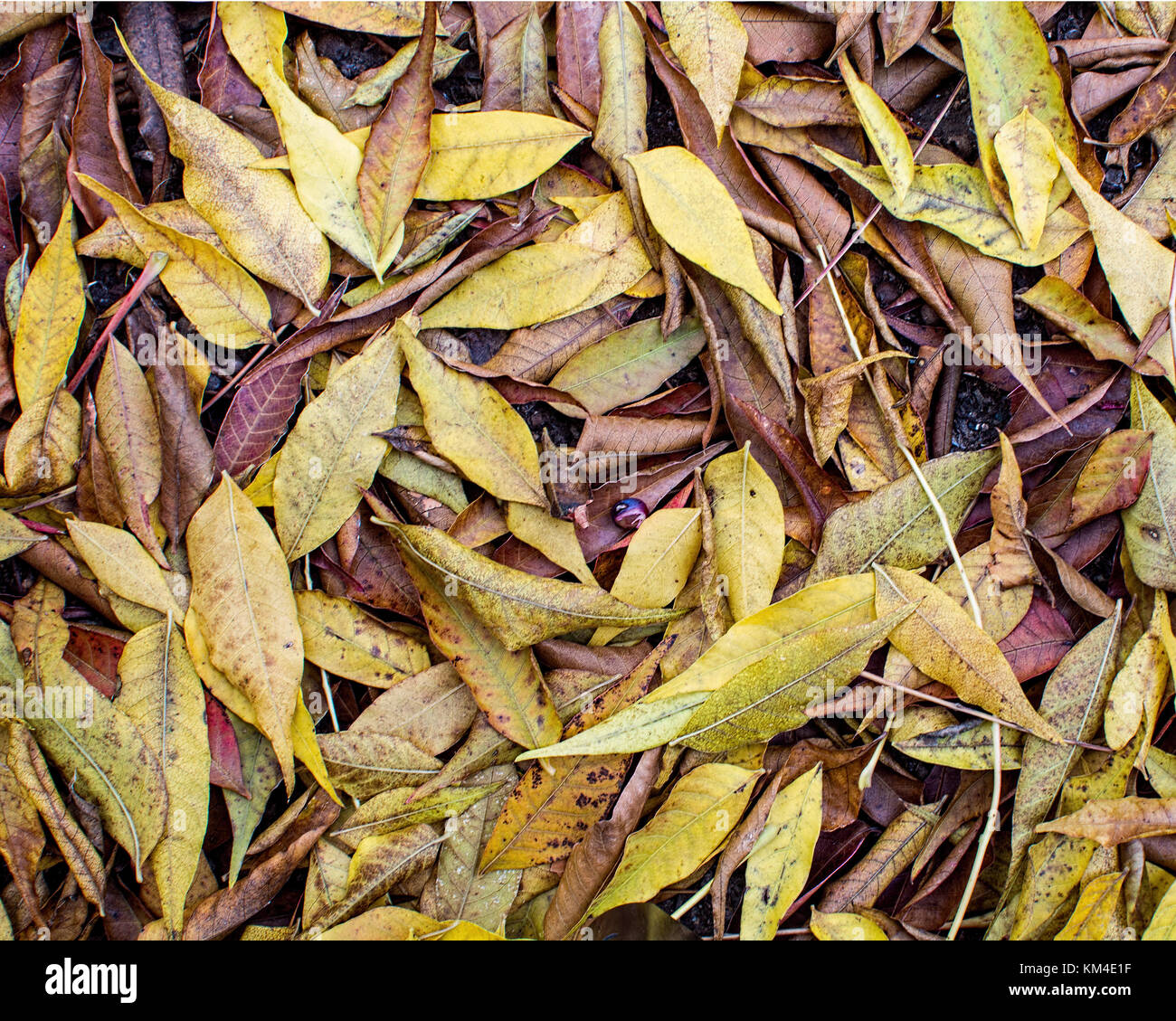 Carpet of yellow leaves hi-res stock photography and images - Alamy
