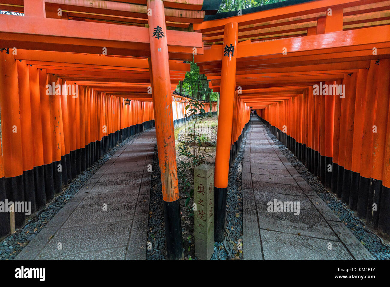 Paths of Red Torii gates at Fushimi Inari Taisha Shinto shrine, Fushimi ...