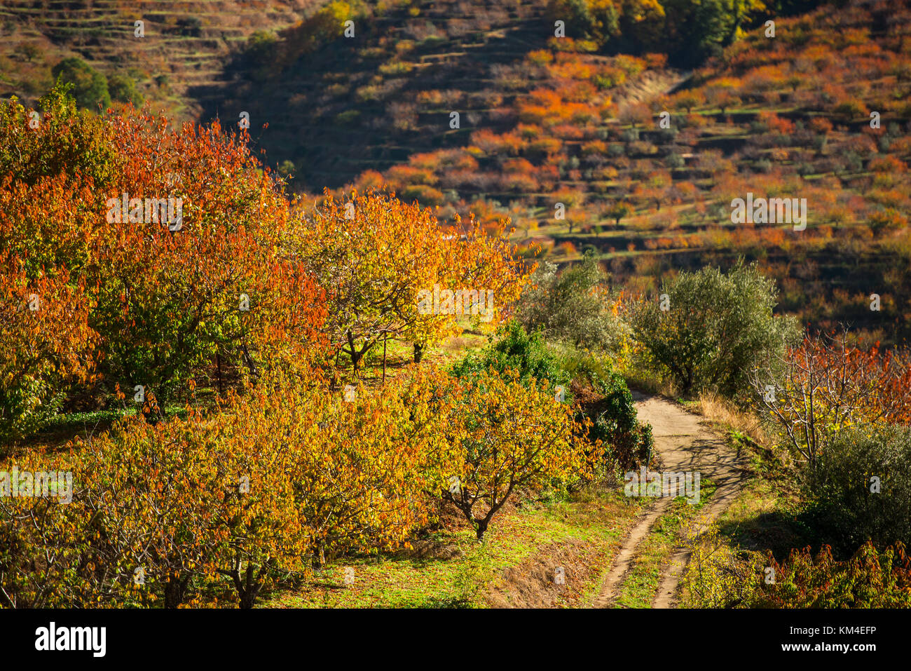 View of different types of trees with different autumnal colors at