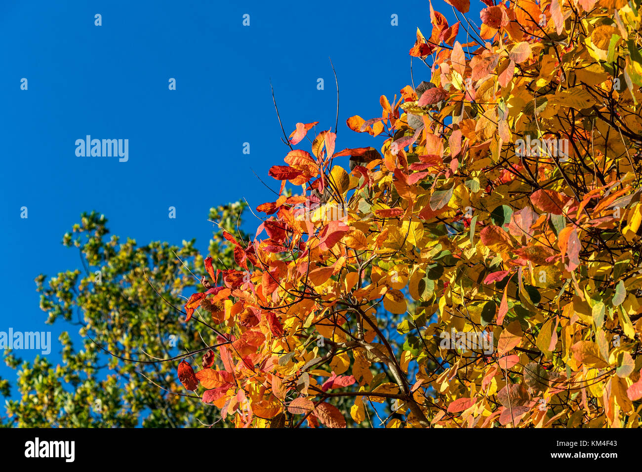 Close up of leaves in full Autumn colour an mixture of red , orange and yellow leaves with copy space Stock Photo