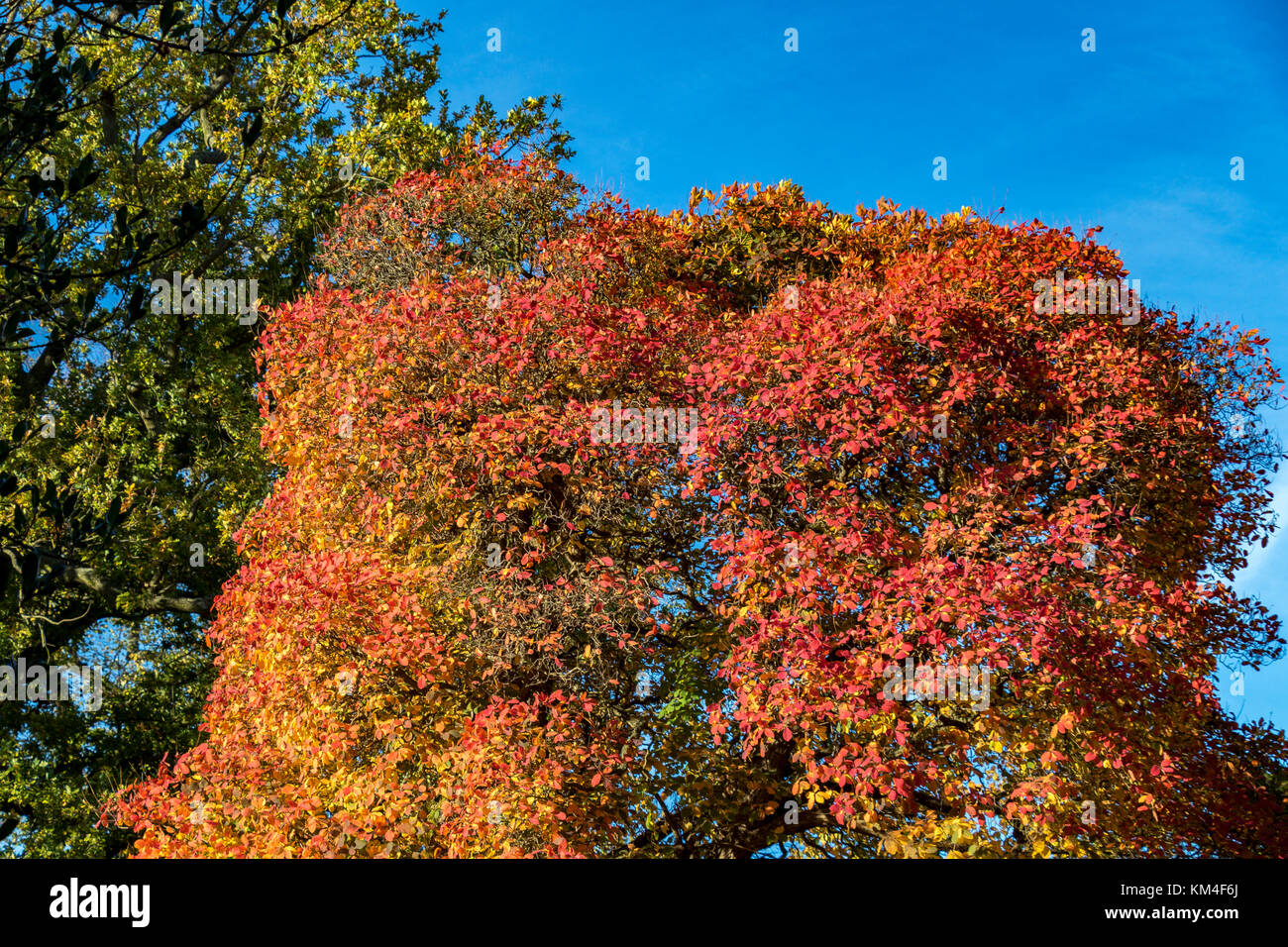 Tree in full Autumn colour with orange and red leaves Stock Photo