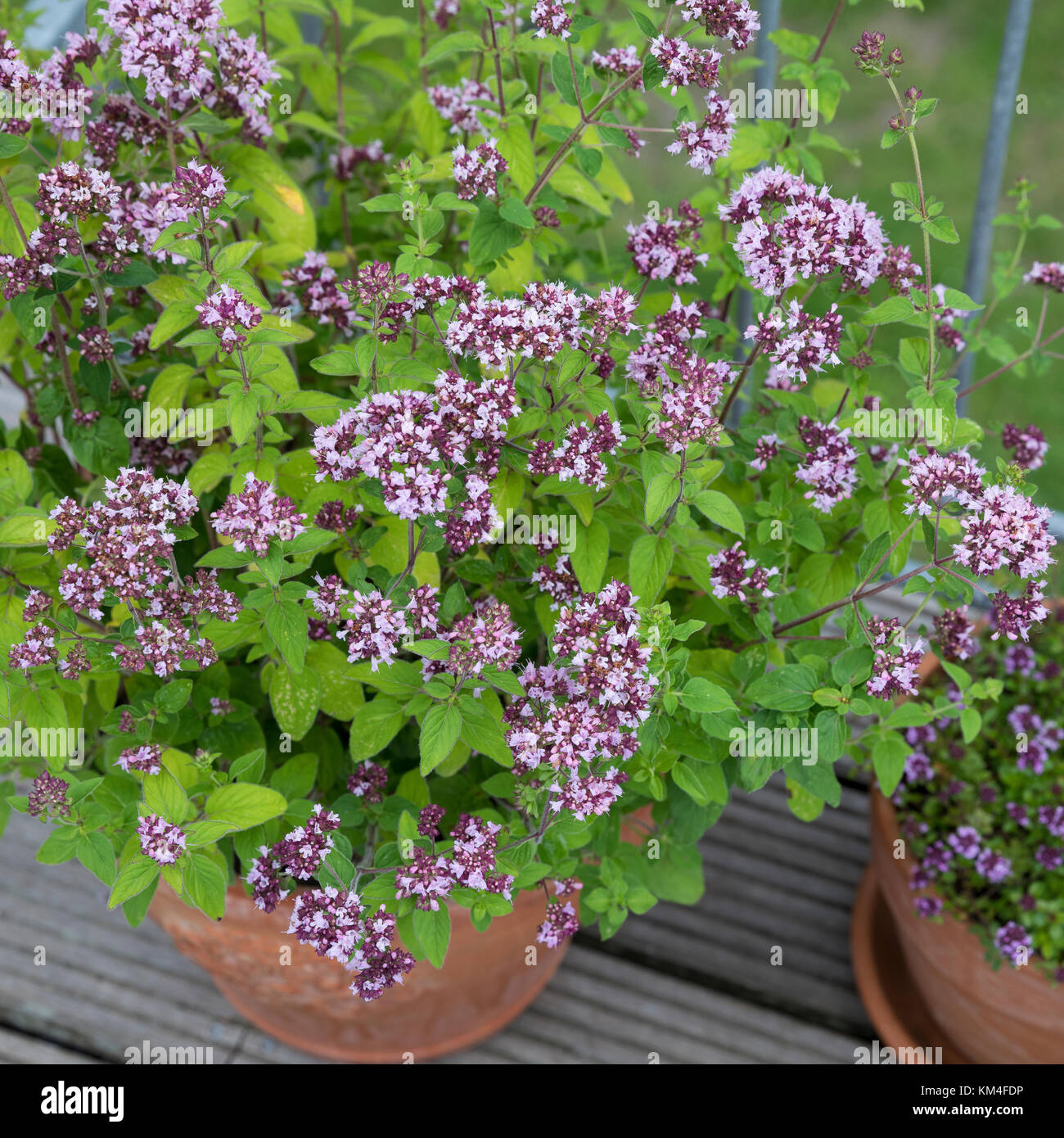 Oregano und Thymian im Topf, Blumentopf, Wilder Dost, Echter Dost, Gemeiner Dost, Oreganum, Origanum vulgare, Oregano, Wild Marjoram, flower pot, gard Stock Photo