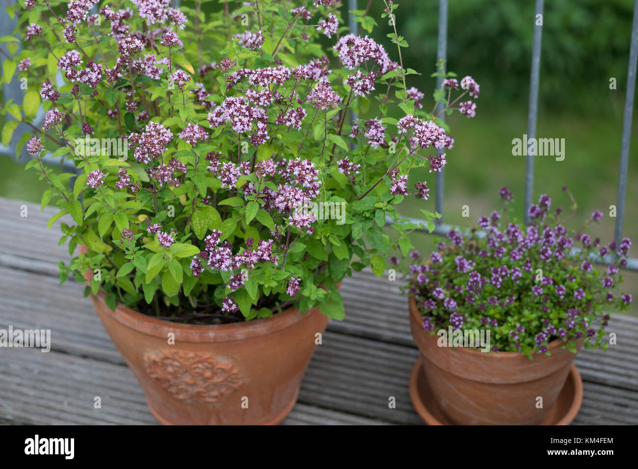 Oregano und Thymian im Topf, Blumentopf, Wilder Dost, Echter Dost, Gemeiner Dost, Oreganum, Origanum vulgare, Oregano, Wild Marjoram, flower pot, gard Stock Photo