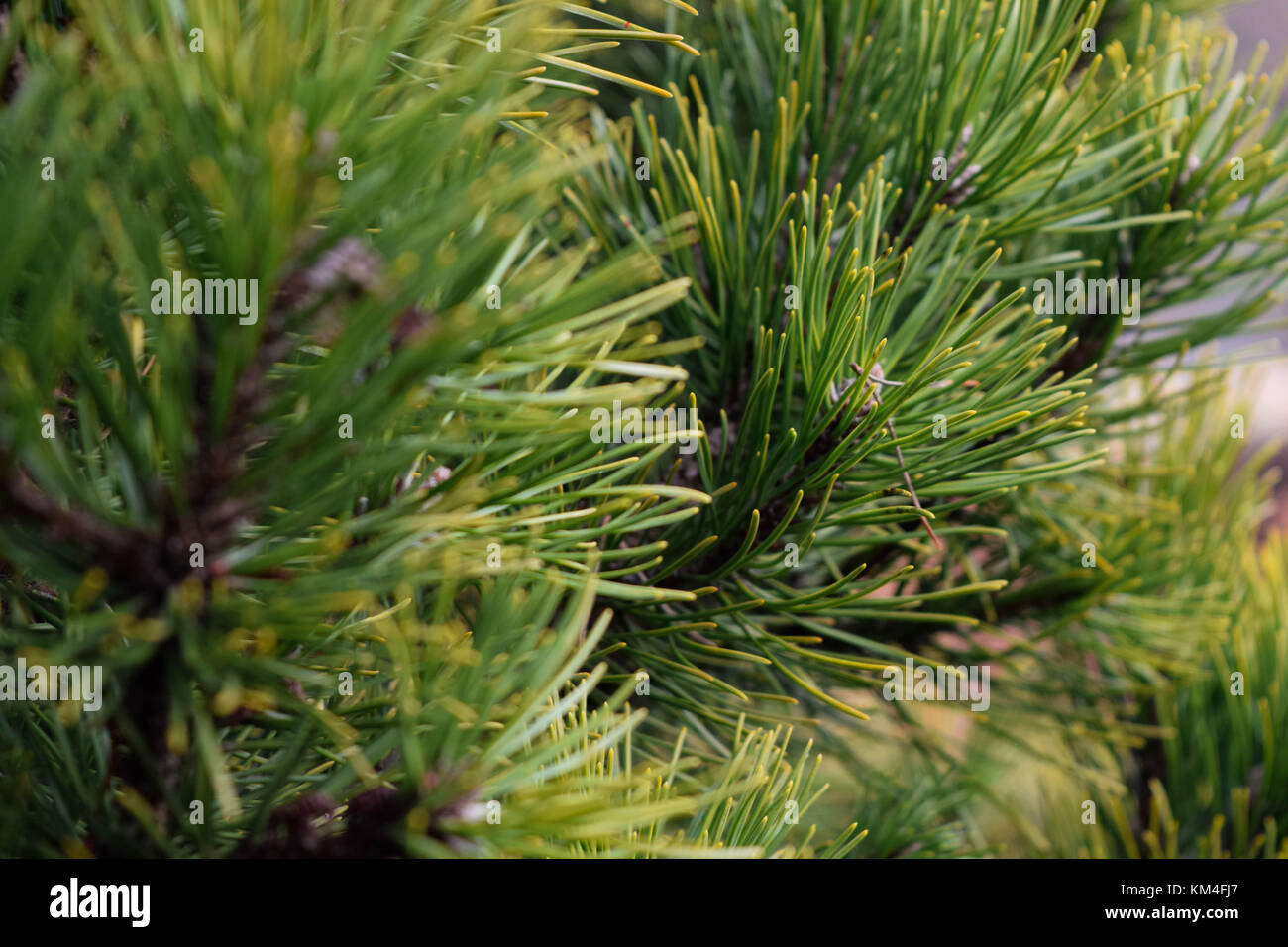 Pine needle tree close up. Stock Photo