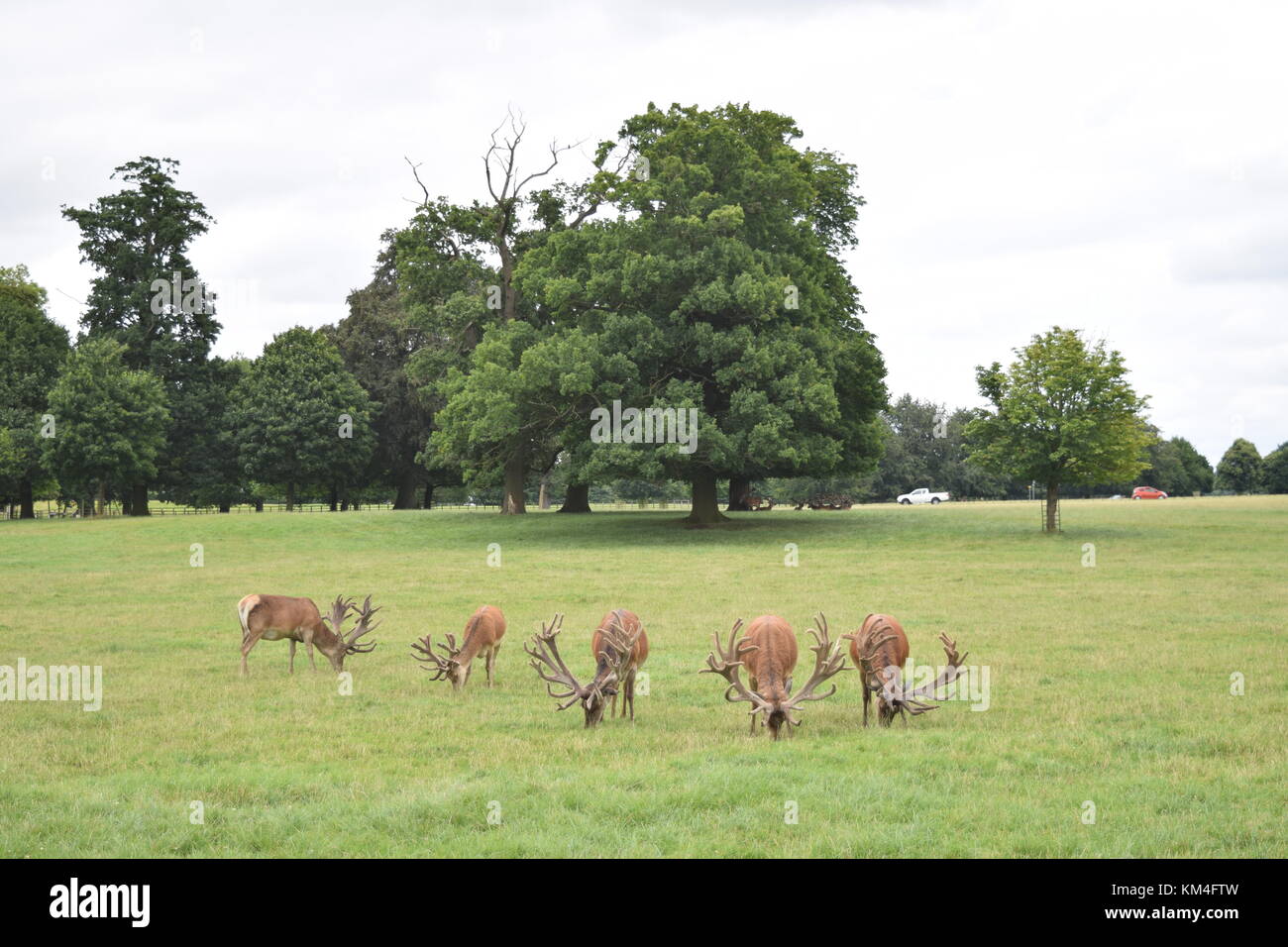 Deer roaming in Woburn Deer Park Stock Photo