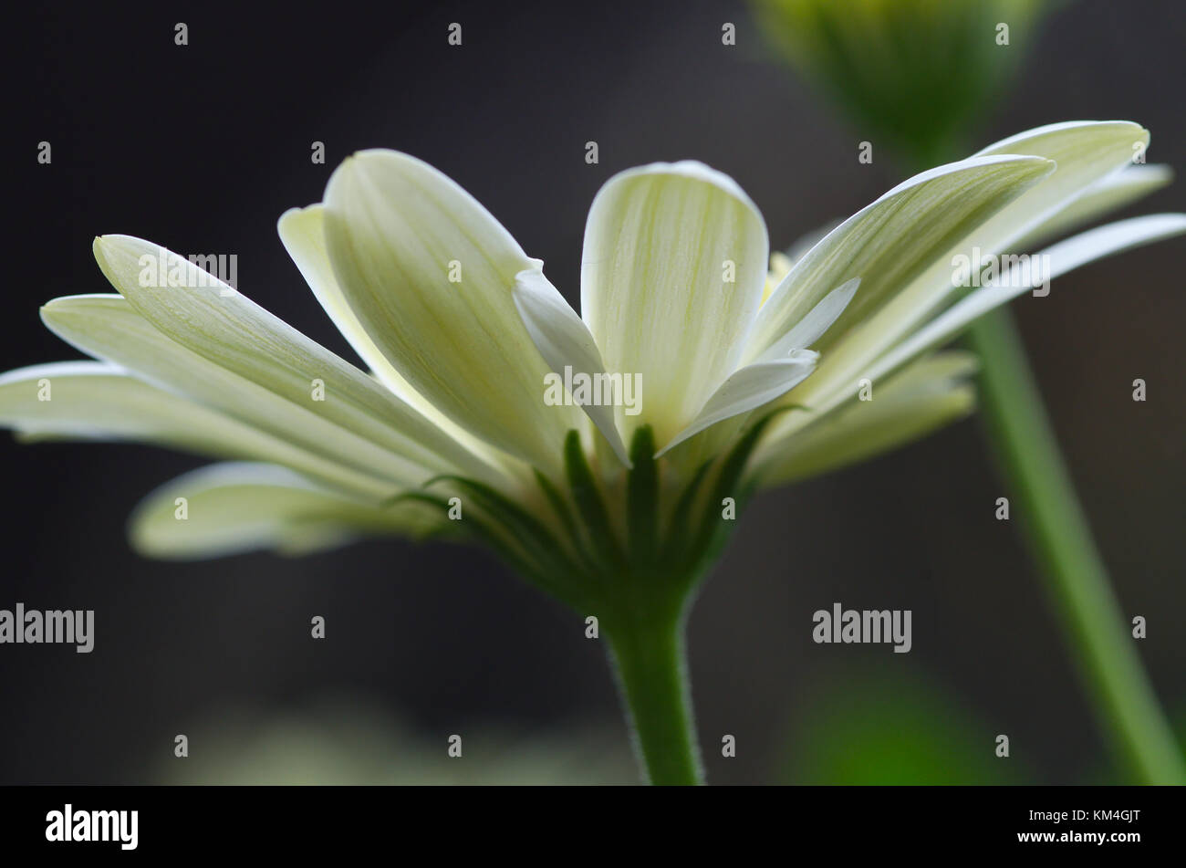 Petal petals flora floral flower hi-res stock photography and images ...