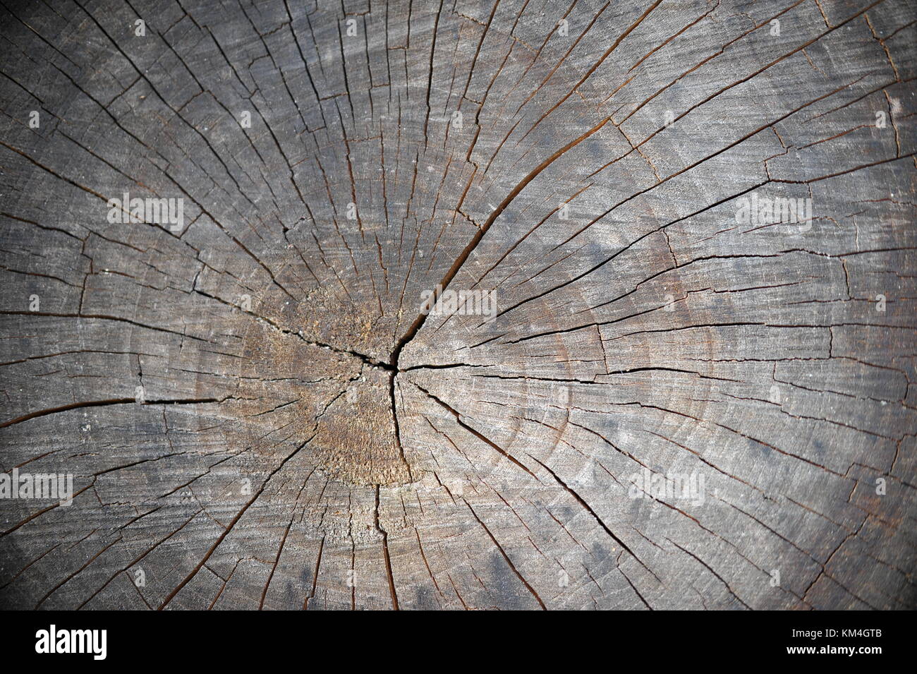 Tree Cracking Pattern Interesting Line Pattern Formed by Cracks in Weathered Tree Stump Stock ...