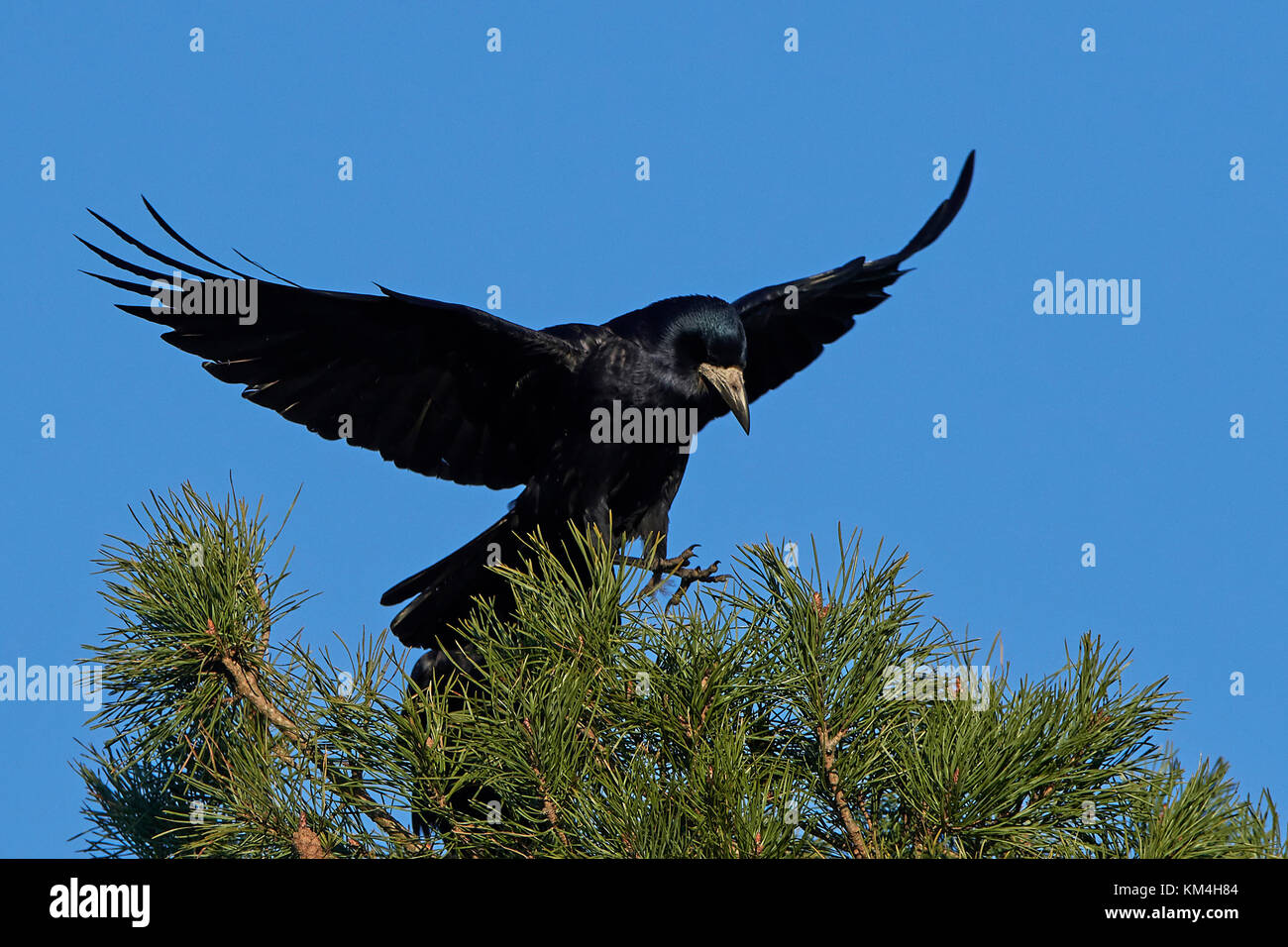 Rook in flight with blue skies in the background Stock Photo - Alamy