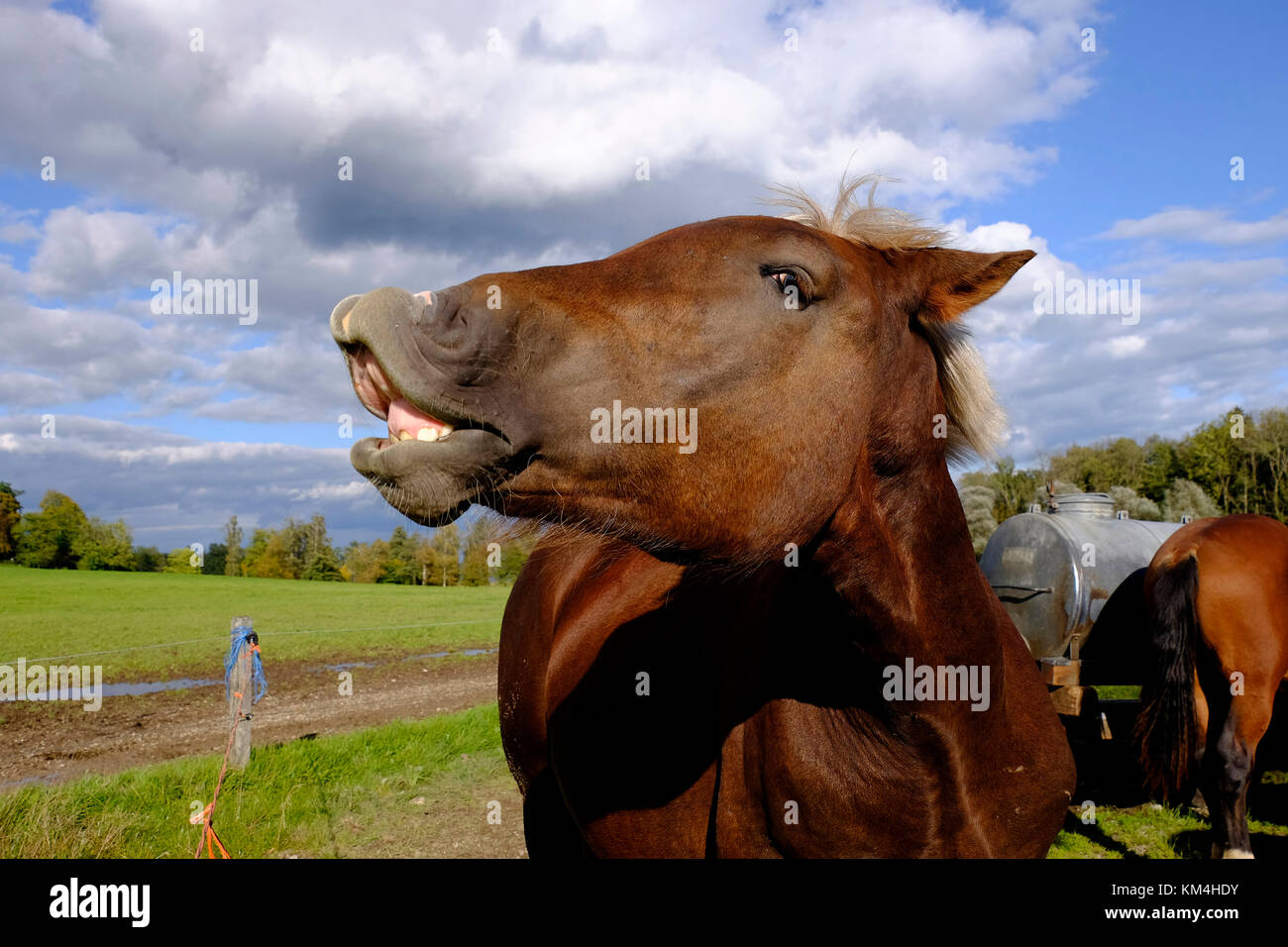 Laughing horse. Stock Photo