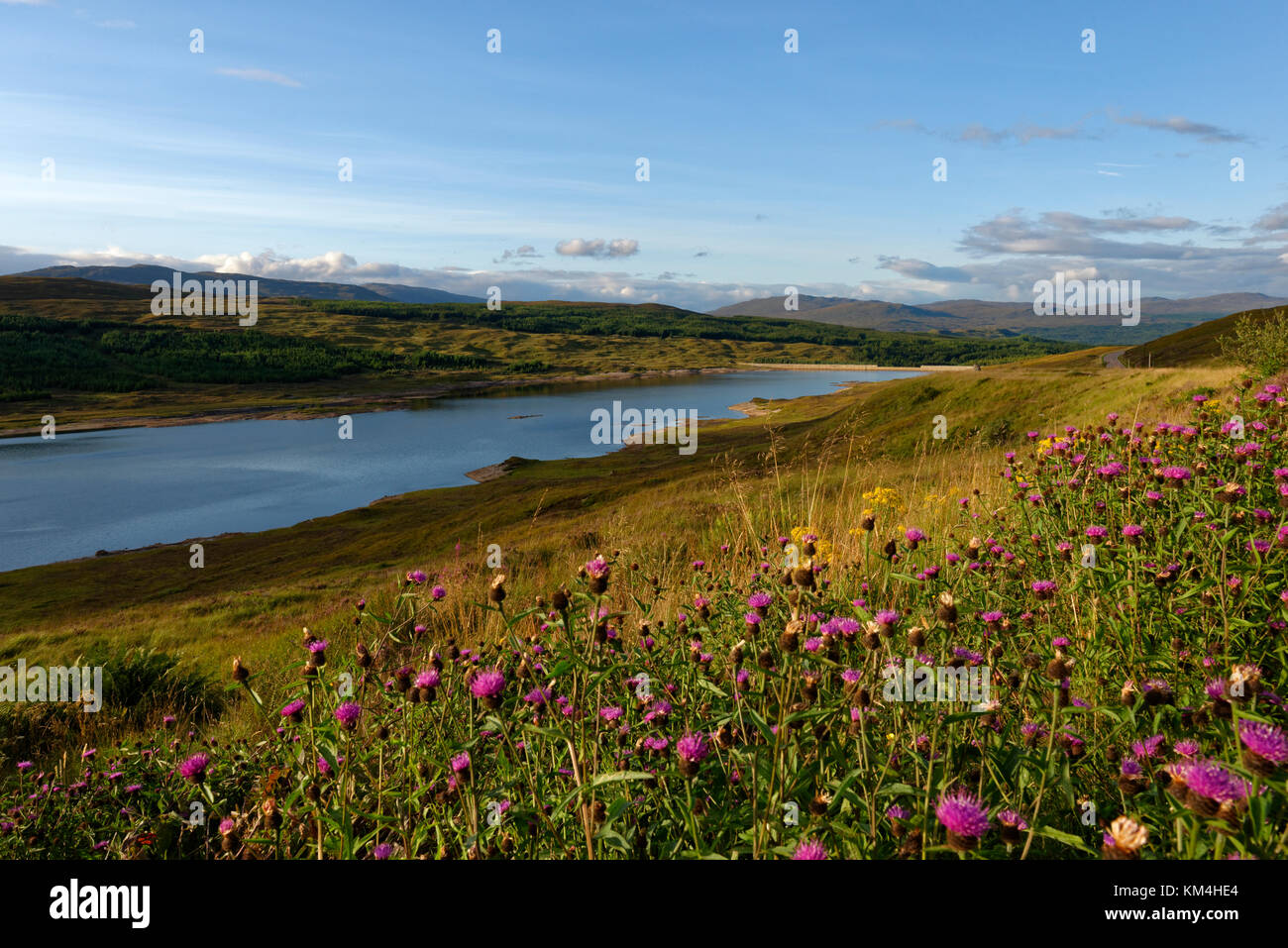 Blumenwiese am Loch Loyne,  Northwest Highlands, Schottland, Grossbritannien Stock Photo