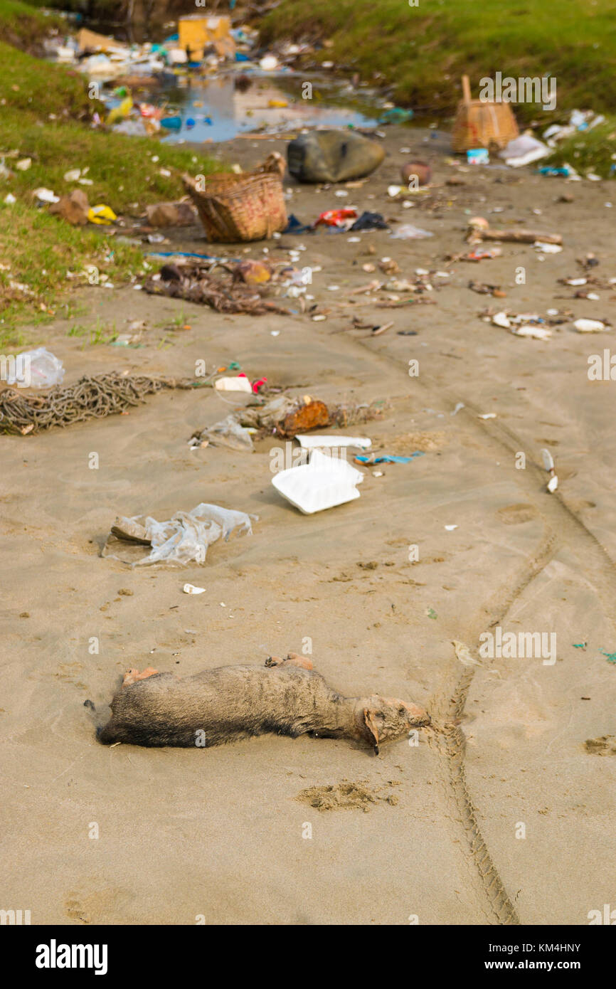 Dead dog among the garbage on the beach next to the Vietnamese village