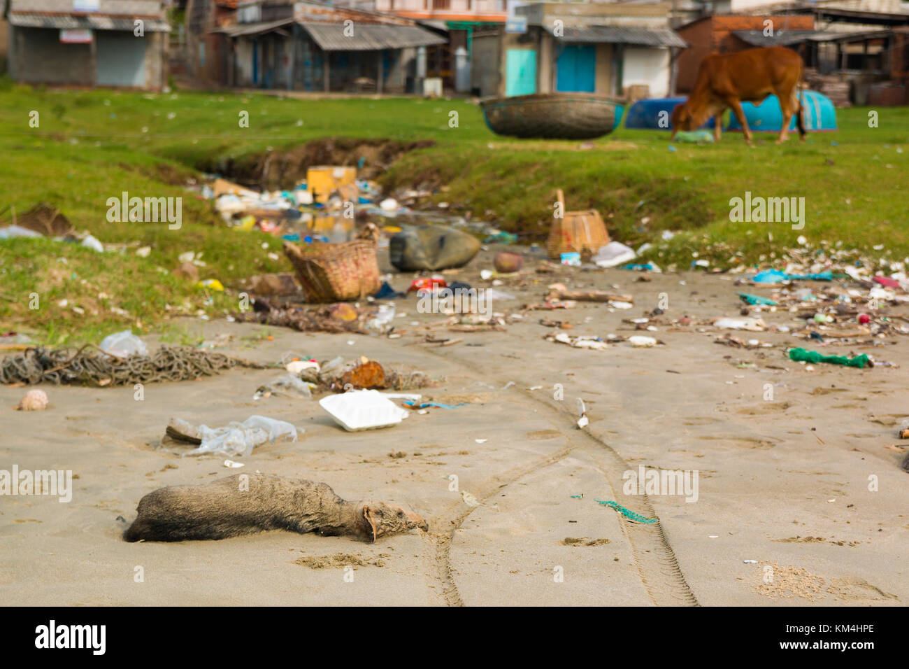 Dead dog among the garbage on the beach next to the Vietnamese village