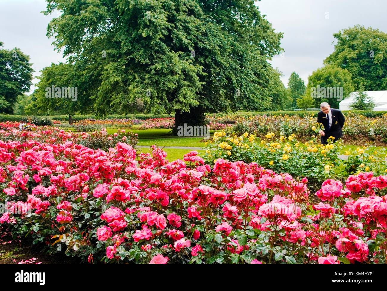 The rose gardens in the Town Park in Tralee, host town of the annual “Rose of Tralee” Festival. County Kerry, Ireland. Stock Photo