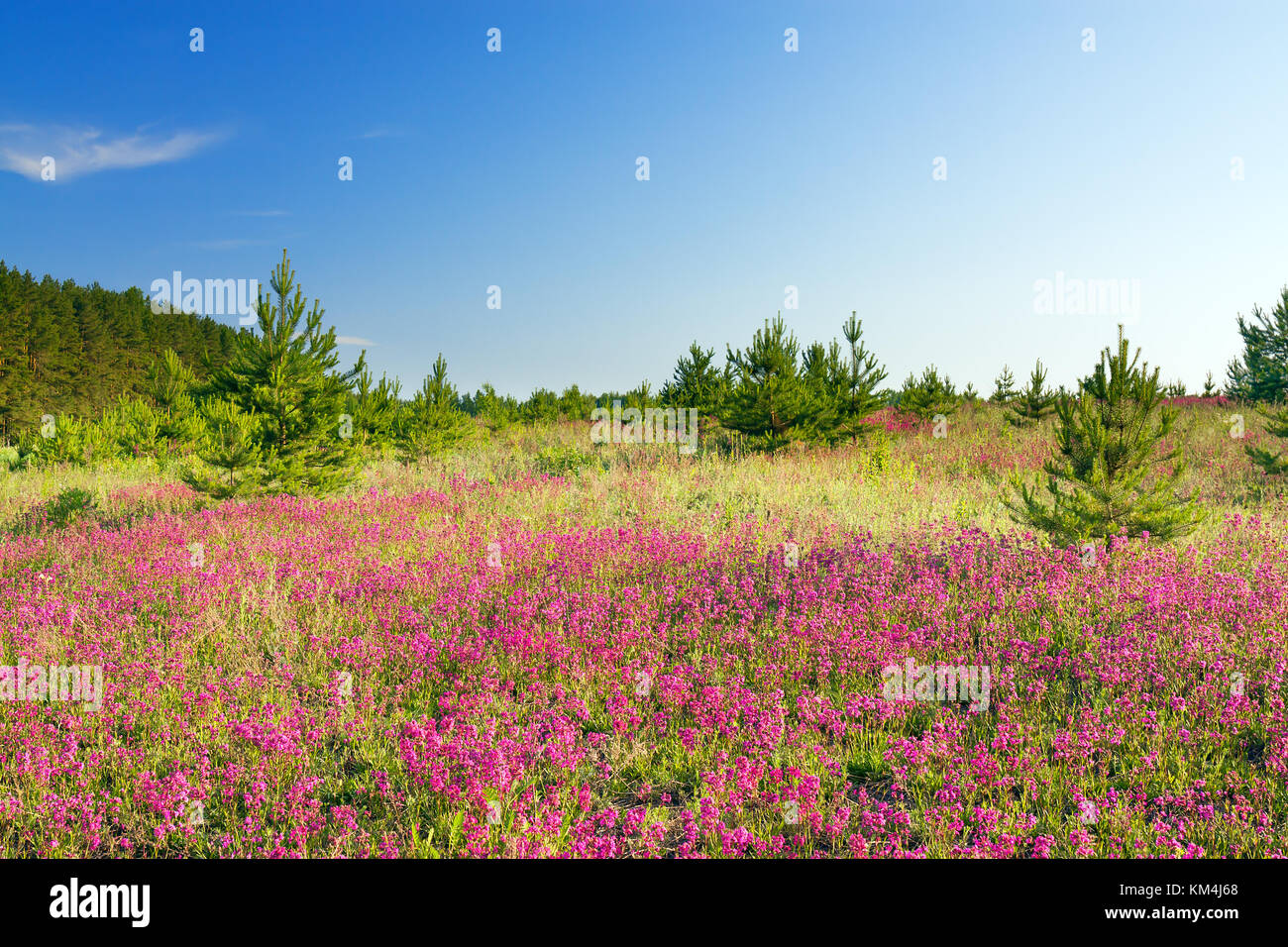 spring wild flowers on a field. summer rural landscape with purple ...