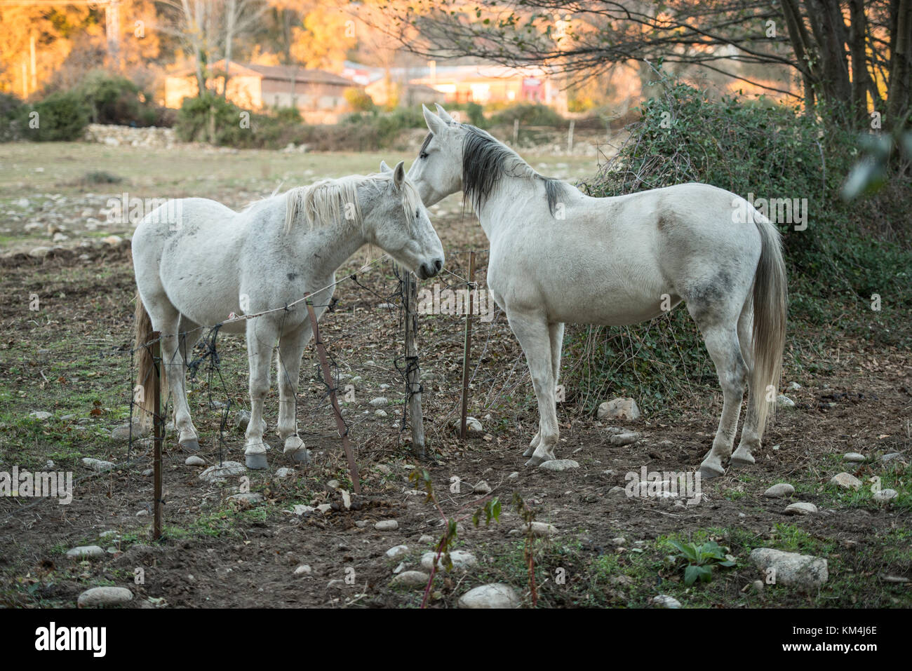 Two white horses on two farms separated by a fence in the Valle del Jerte, Extremadura, Spain. Stock Photo