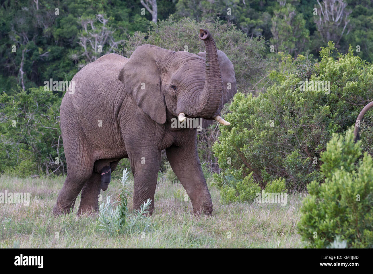 A young male elephant responds to our presence with a raised trunk, flapping ears and a warning trumpet.  Eastern Cape, Kariega reserve Stock Photo