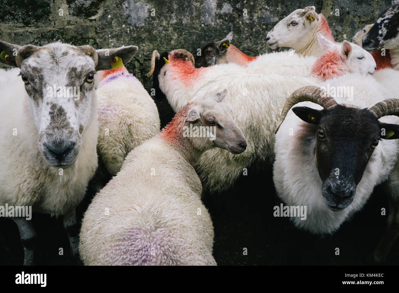Small herd of sheep with their necks marked with orange paint on a farm