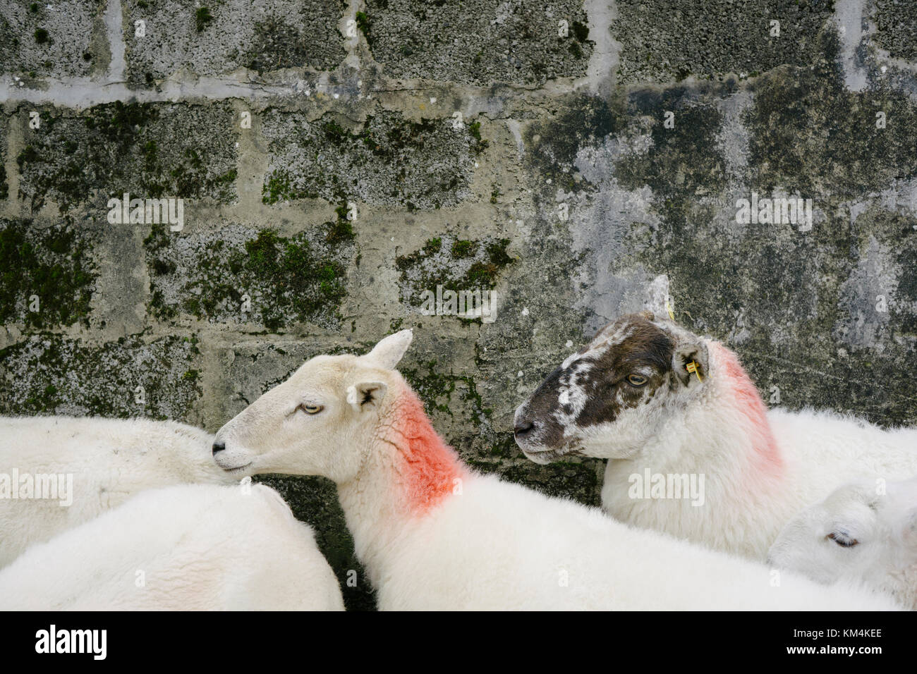 Sheep with their necks marked with orange paint at a farm in Glenade