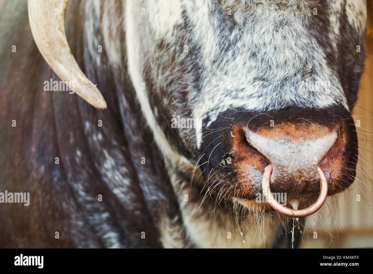 Close up of brown English Longhorn bull with nose ring Stock Photo - Alamy
