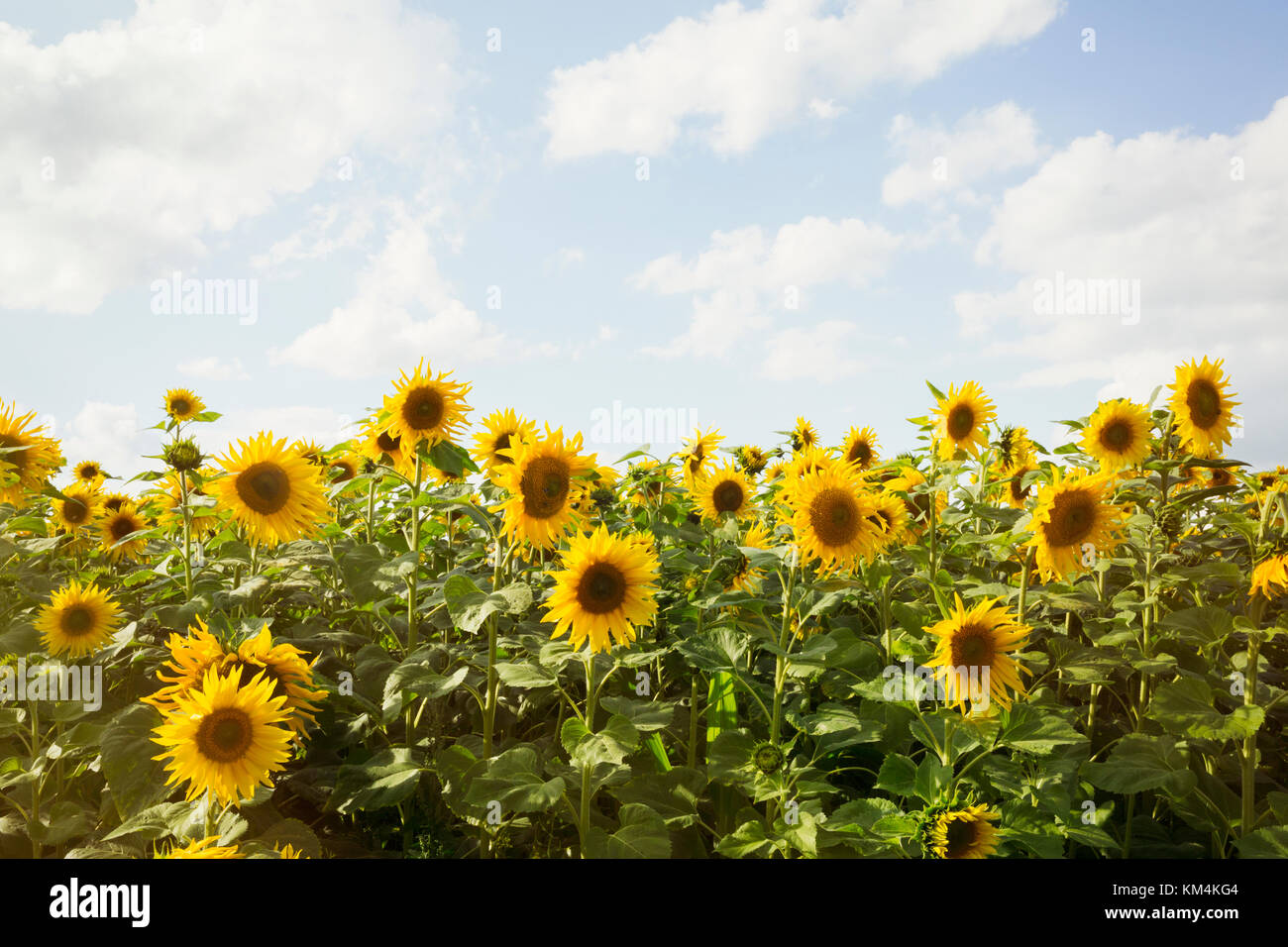 Field of sunflowers under a cloudy sky Stock Photo - Alamy