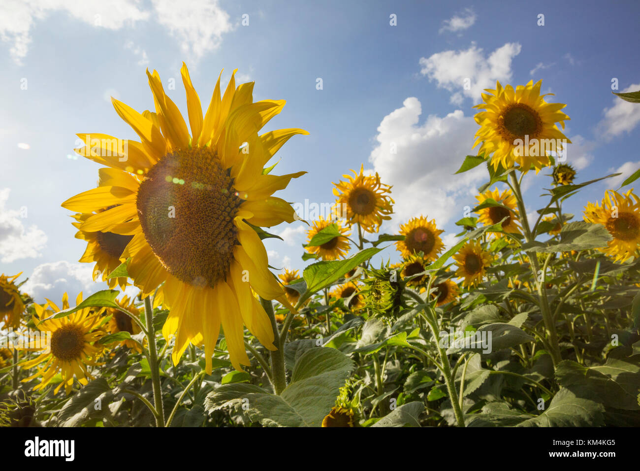 Field of sunflowers under a cloudy sky Stock Photo - Alamy