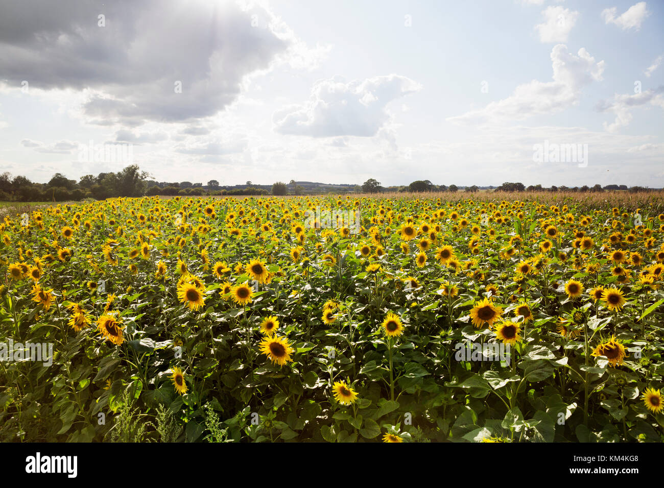 Field of sunflowers under a cloudy sky Stock Photo - Alamy