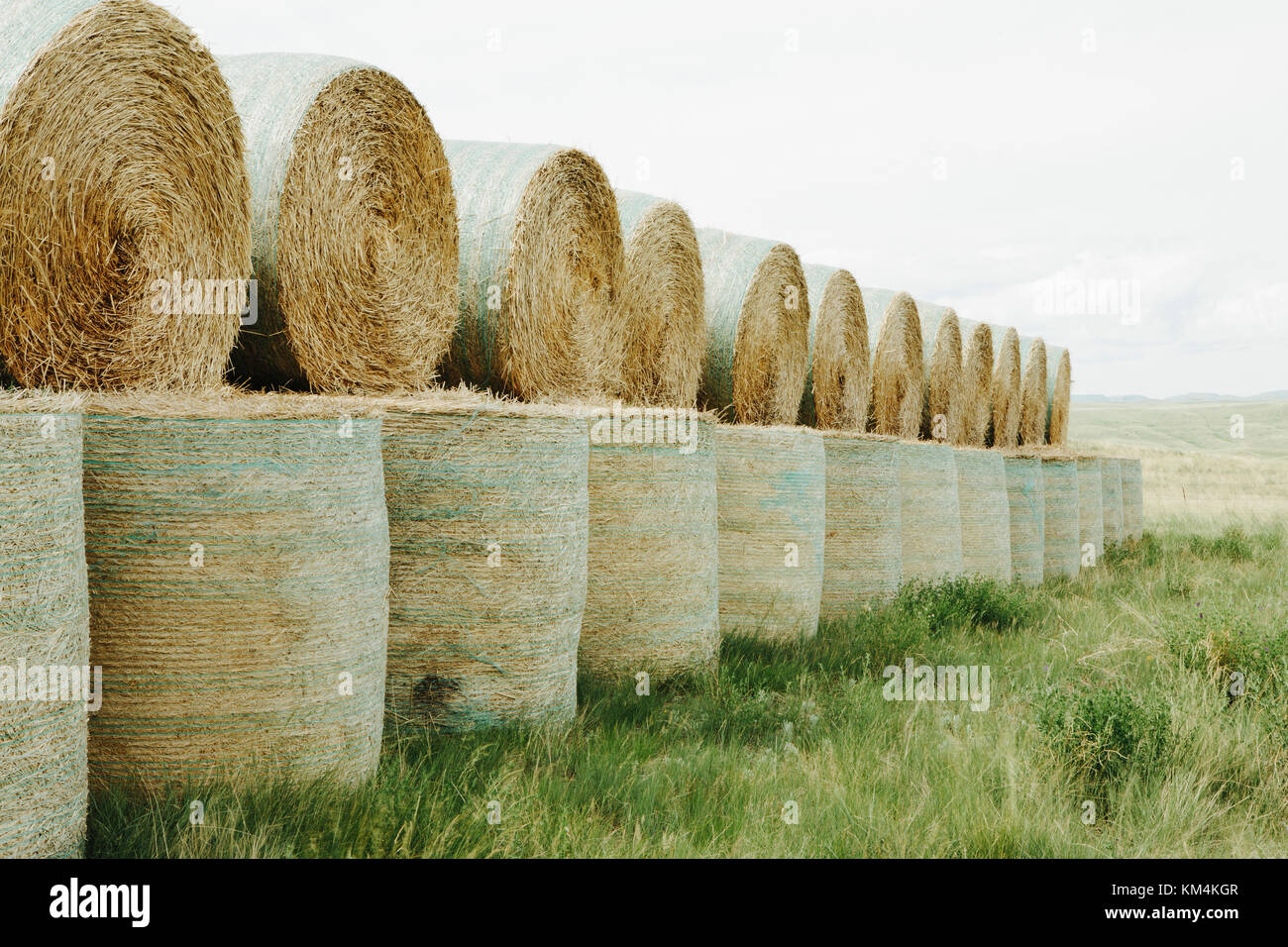 Wrapped round stacked hay bales on the prairie at harvest time in Montana. Stock Photo