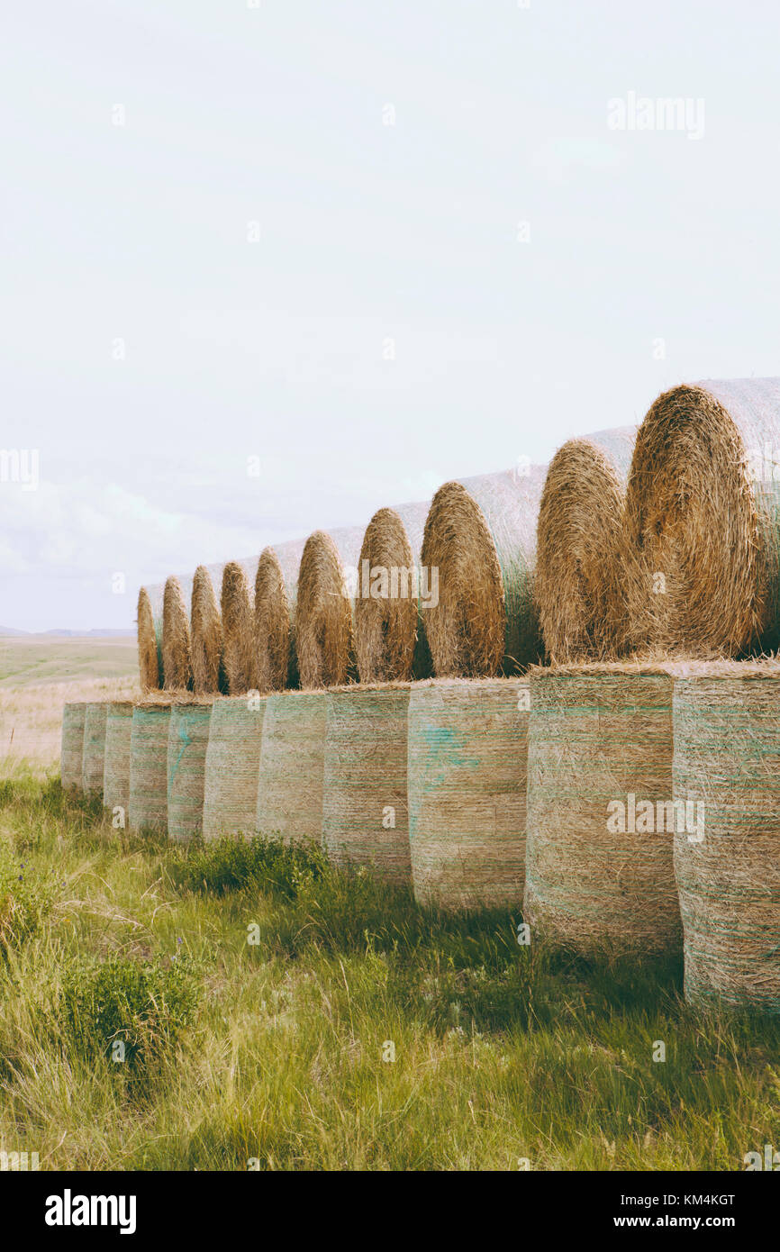 Wrapped round stacked hay bales on the prairie at harvest time in
