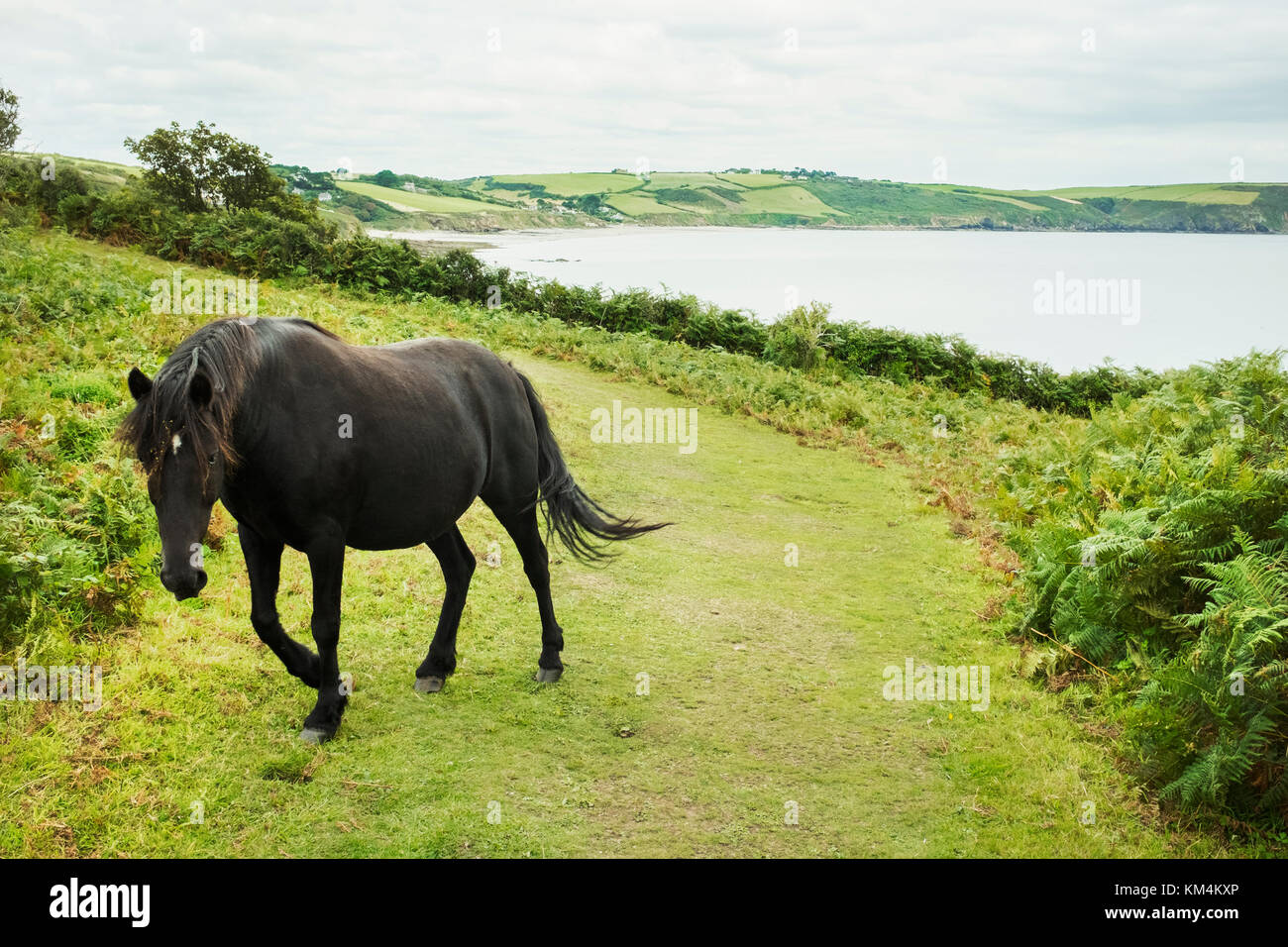 A wild pony with long mane and tail pony on a hillside path on the coast. Stock Photo