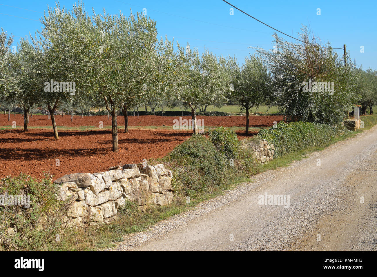 Olive grove in village hi-res stock photography and images - Alamy