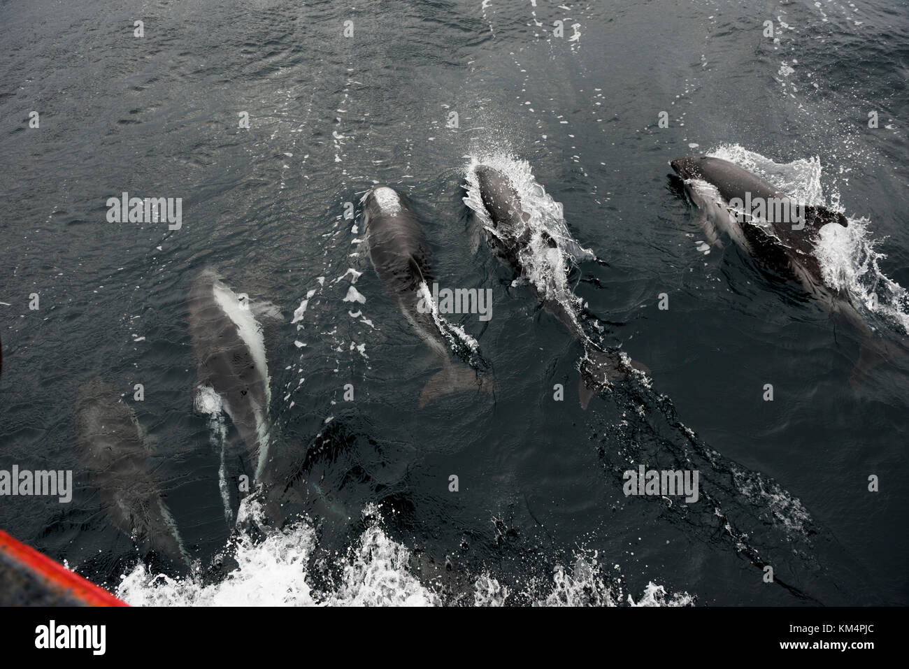 Peale's Dolphins following a boat in the southern chilean fjords Stock Photo