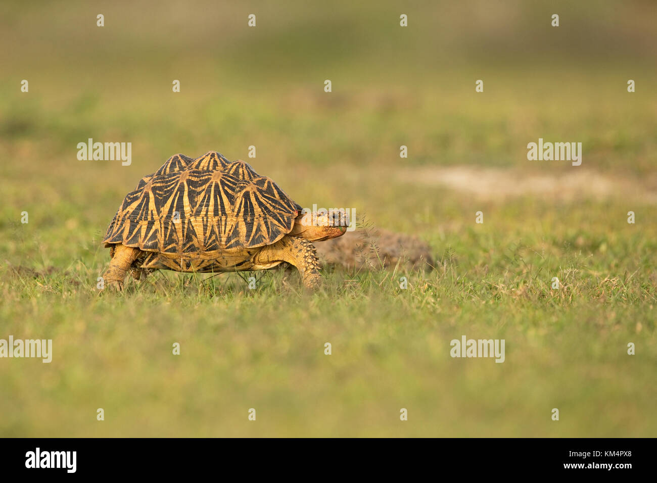 Indian star tortoise hi-res stock photography and images - Alamy