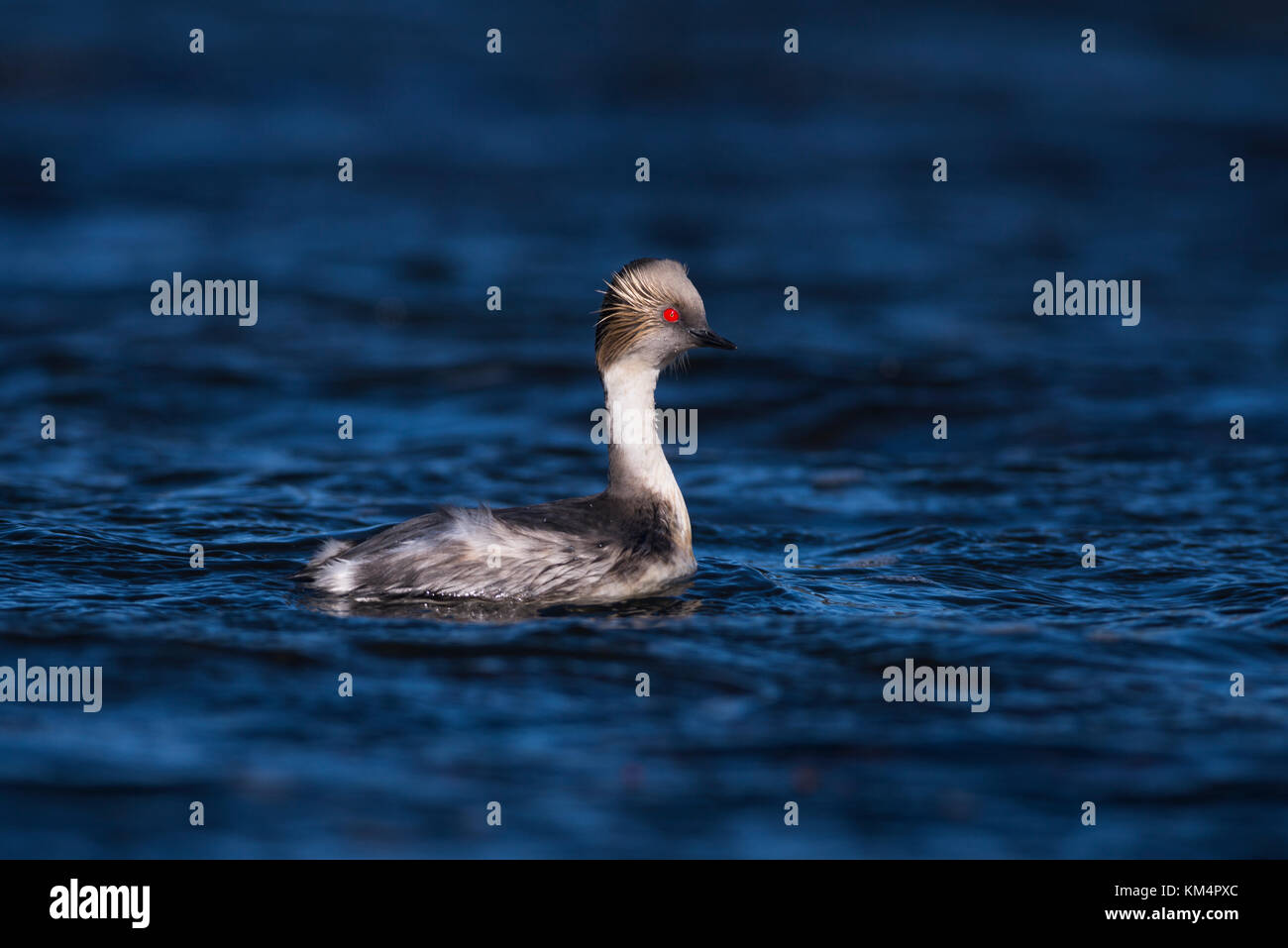 Silvery Grebe (Podiceps occipitalis) from southern Chile Stock Photo