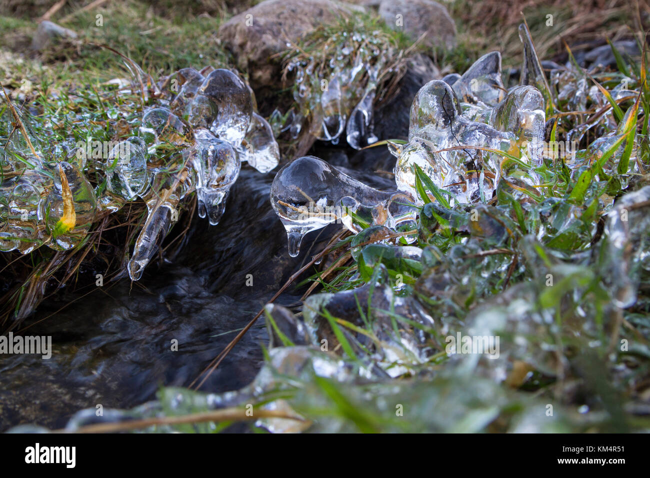 Grass Stems Encased in Ice at the side of a Stream UK Stock Photo