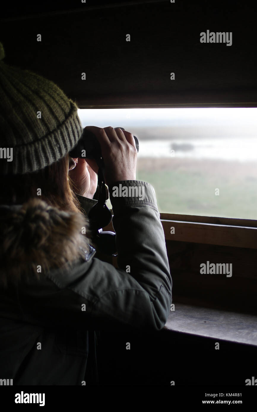 Side view of a woman bird watching, looking through binoculars in a hide. Stock Photo