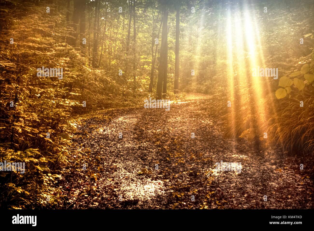 Sunbeams Forest Path. Sunbeams illuminate a winding lane through the woods of Michigan with copy space in the foreground. Stock Photo
