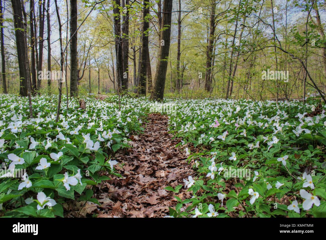 Trillium Trail. Forest trail surrounded through a field of wild white Trillium in Lakeport State Park. Lakeport Michigan. Stock Photo